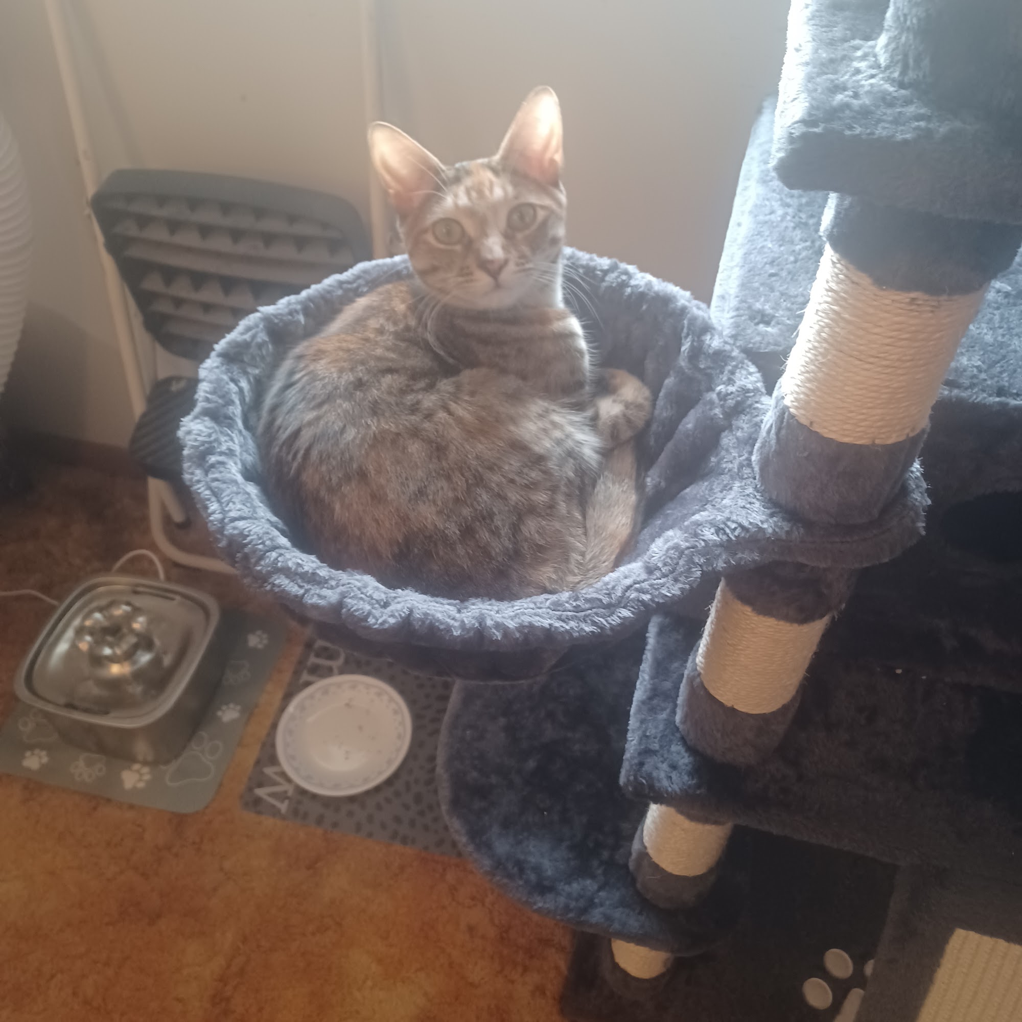 North East Animal Hospital North East