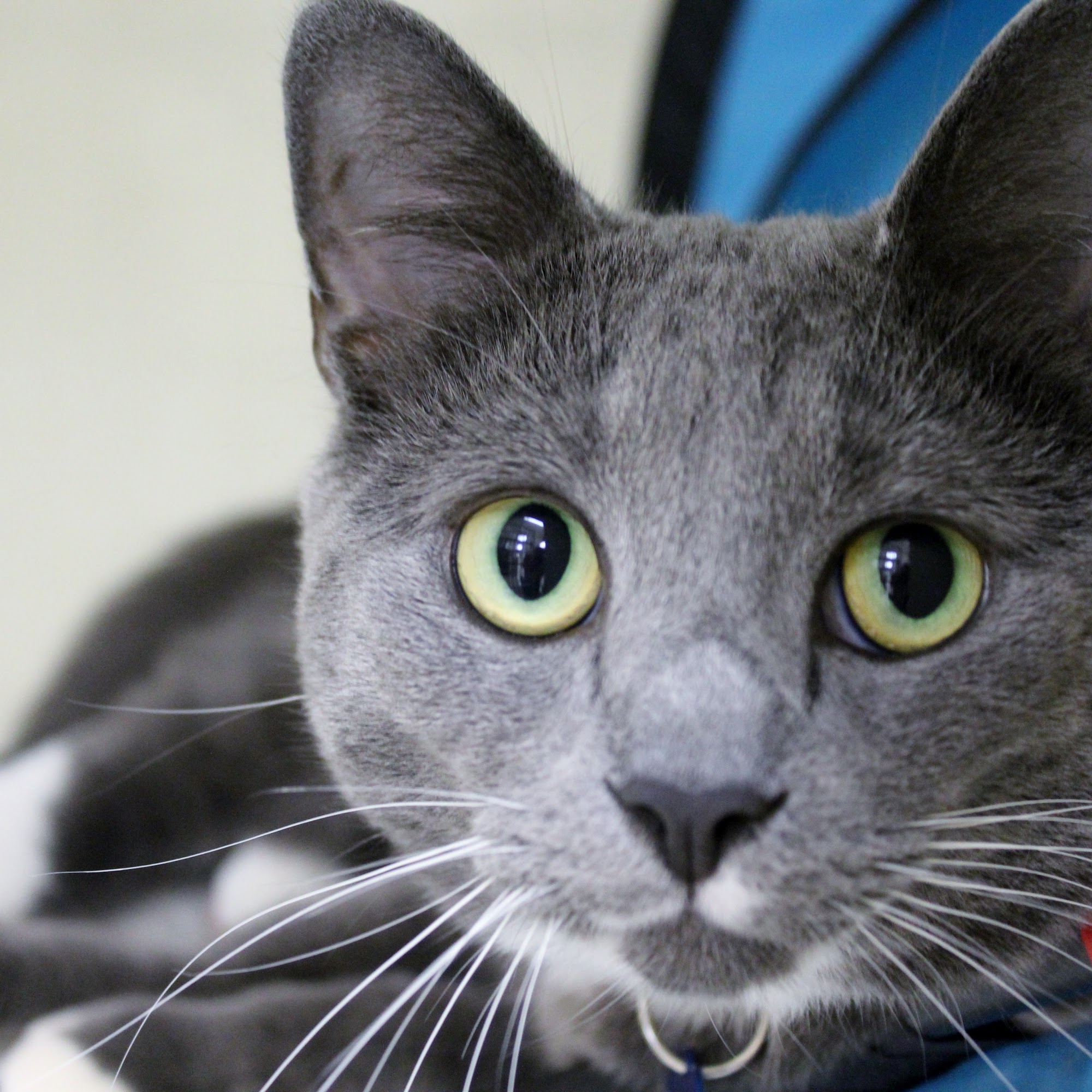 Hometown Veterinary Hospital North East