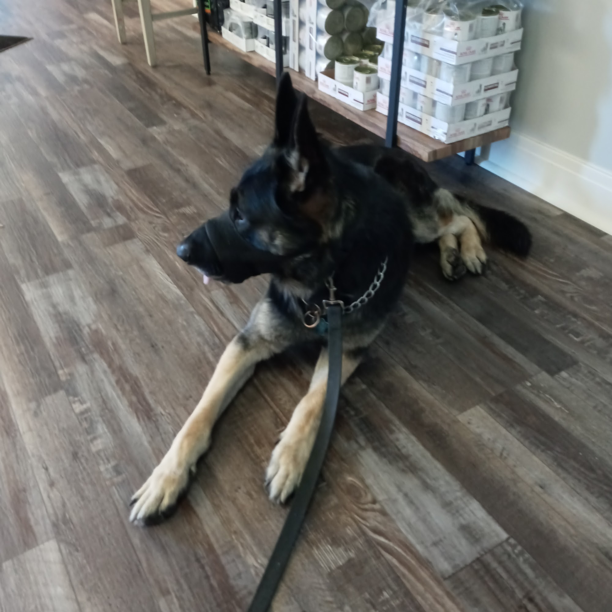 St. Francis Animal Hospital North Huntingdon