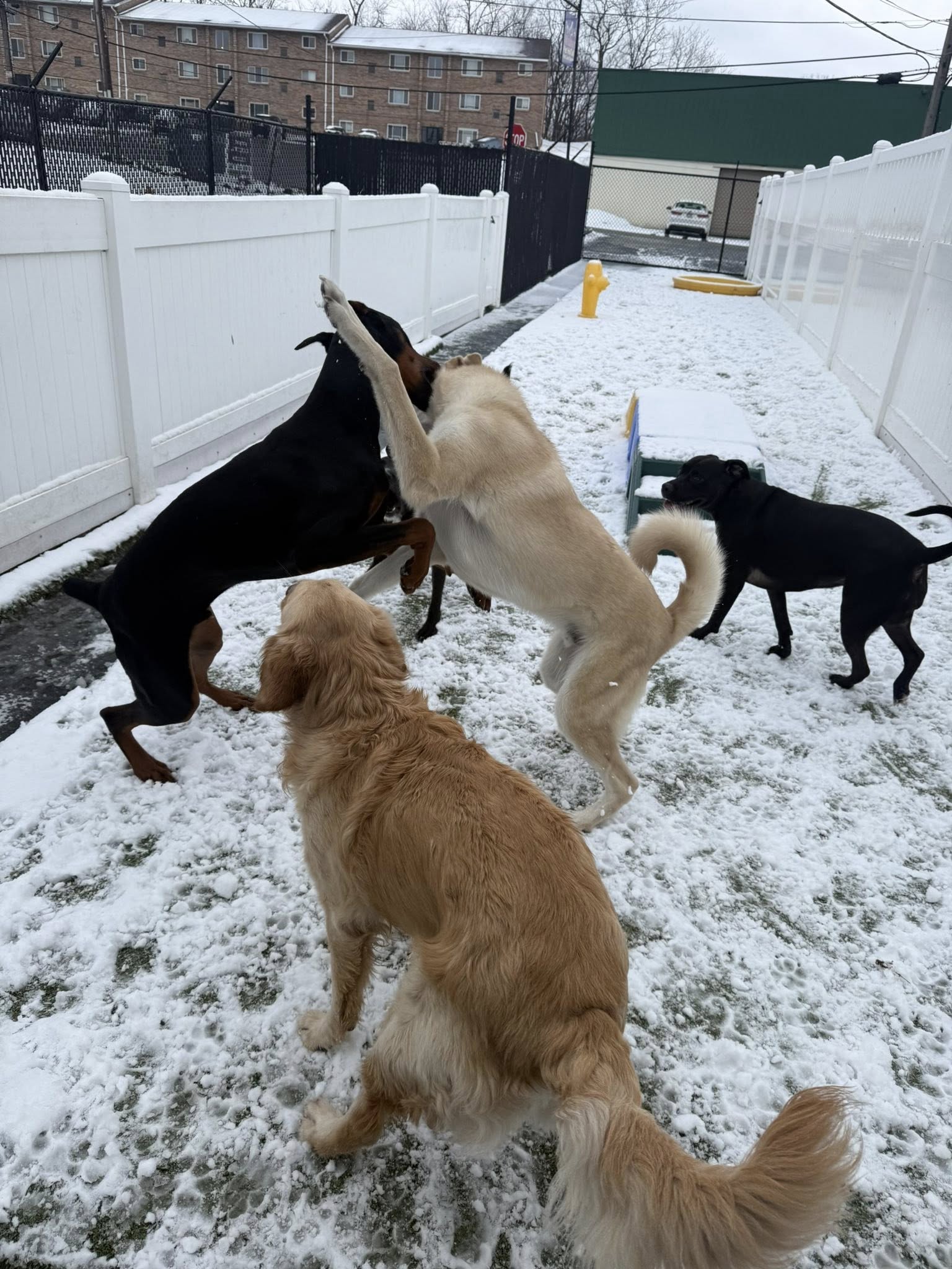 Walkers Pet HoTail Pet Care Center North Versailles