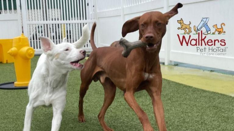 Walkers Pet HoTail Pet Care Center North Versailles