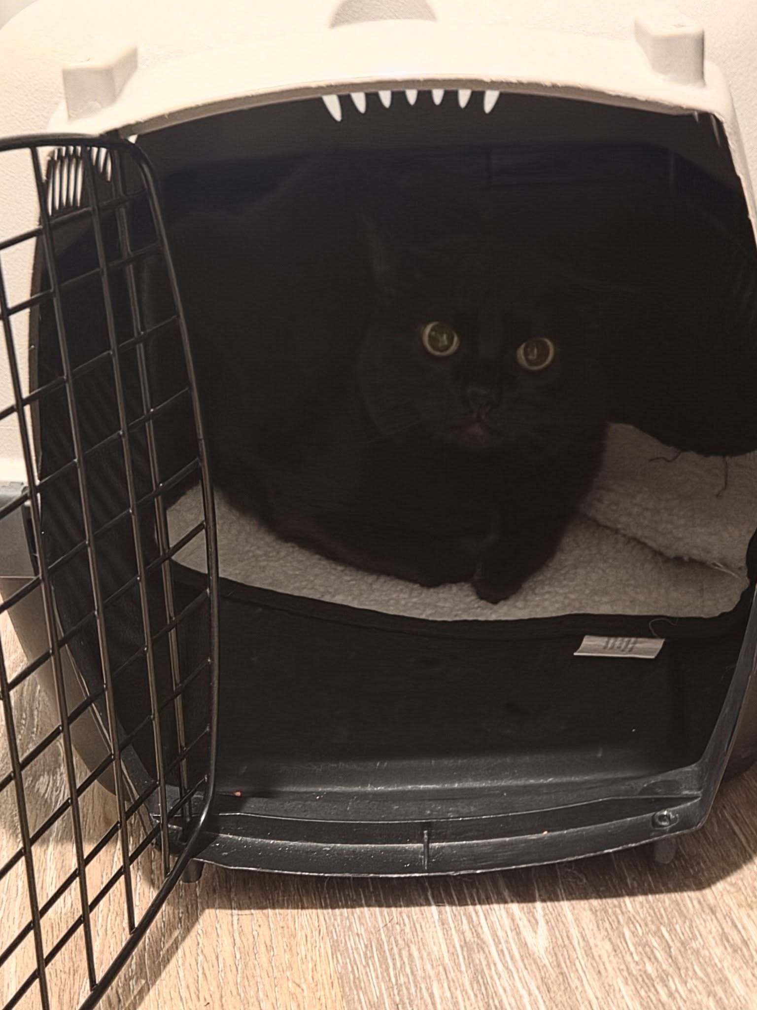 Pittsburgh Pet Services