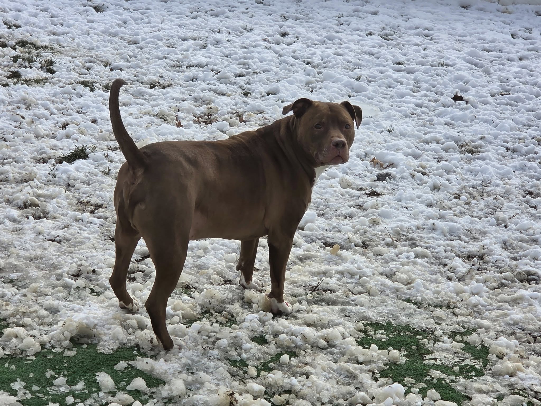 Pittsburgh Pet Services