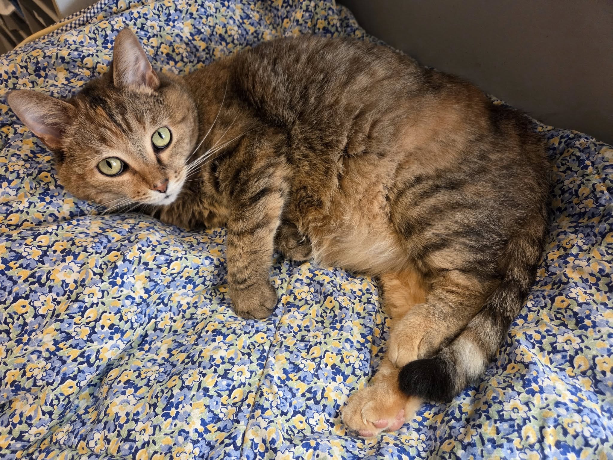 Pittsburgh Pet Services North Versailles