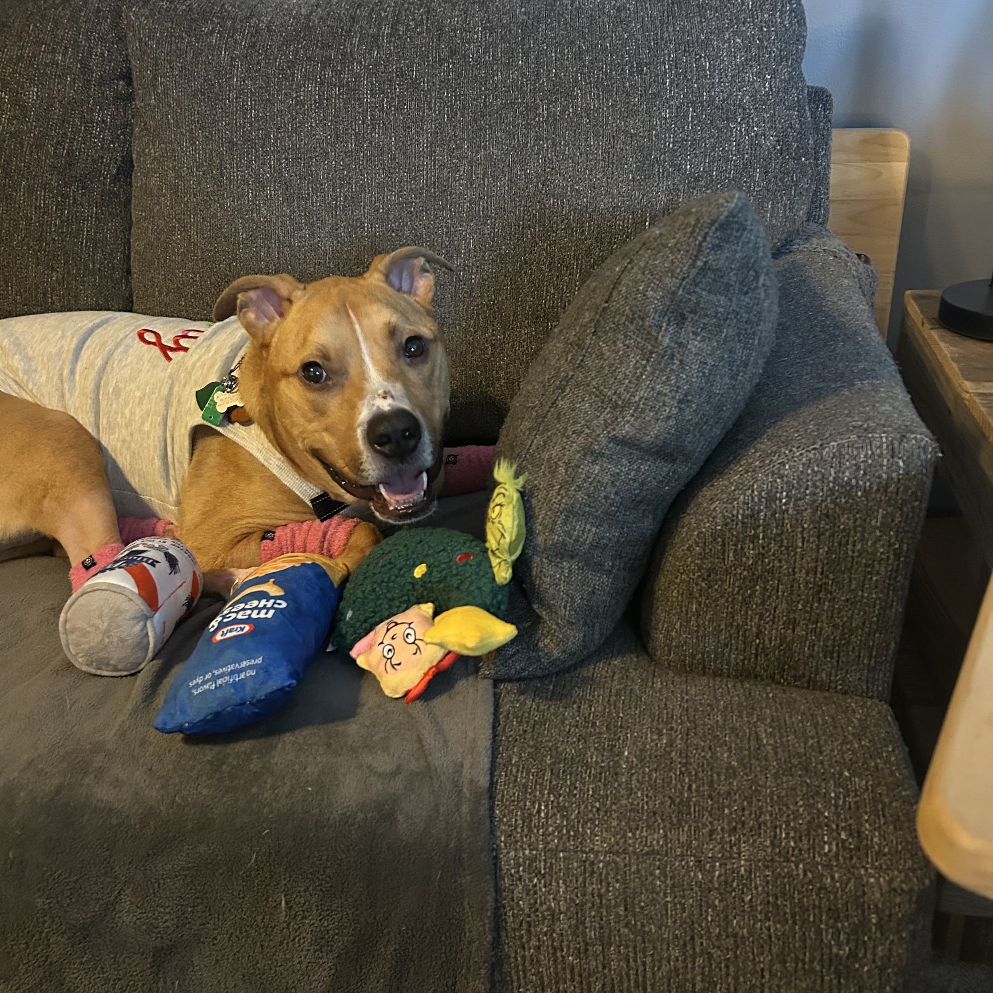 Abby Road Veterinary Hospital Northampton