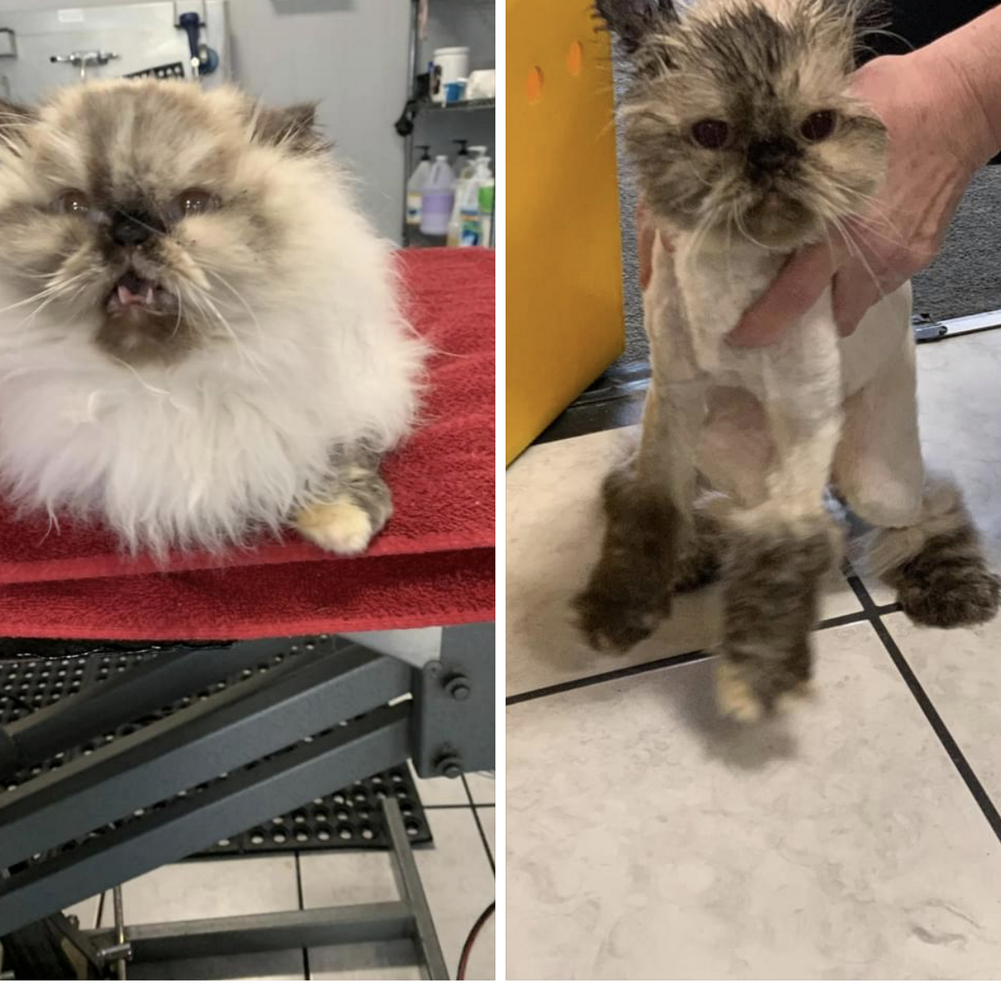 Doggie Styles Salon & Spa Northampton