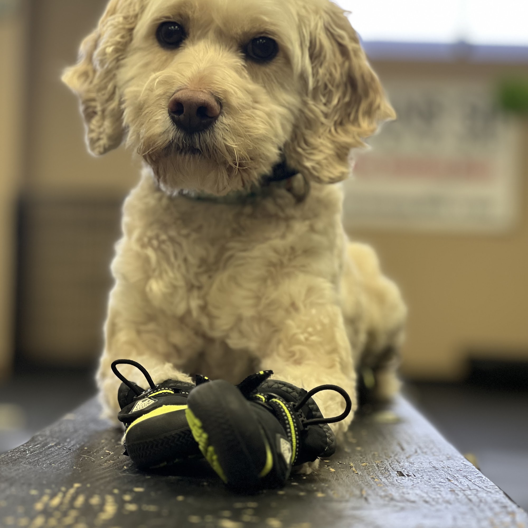 Highgrove Veterinary Hospital Nottingham