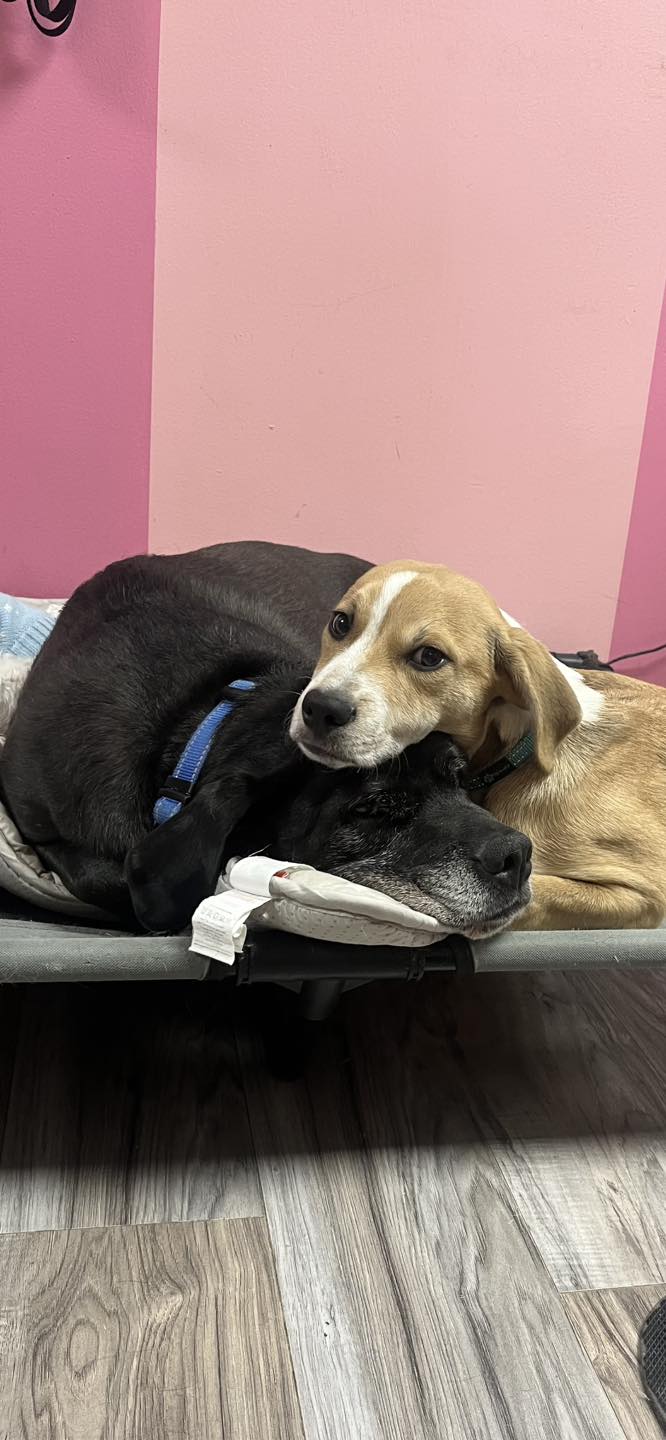 Amys Pet Parlor Oakdale