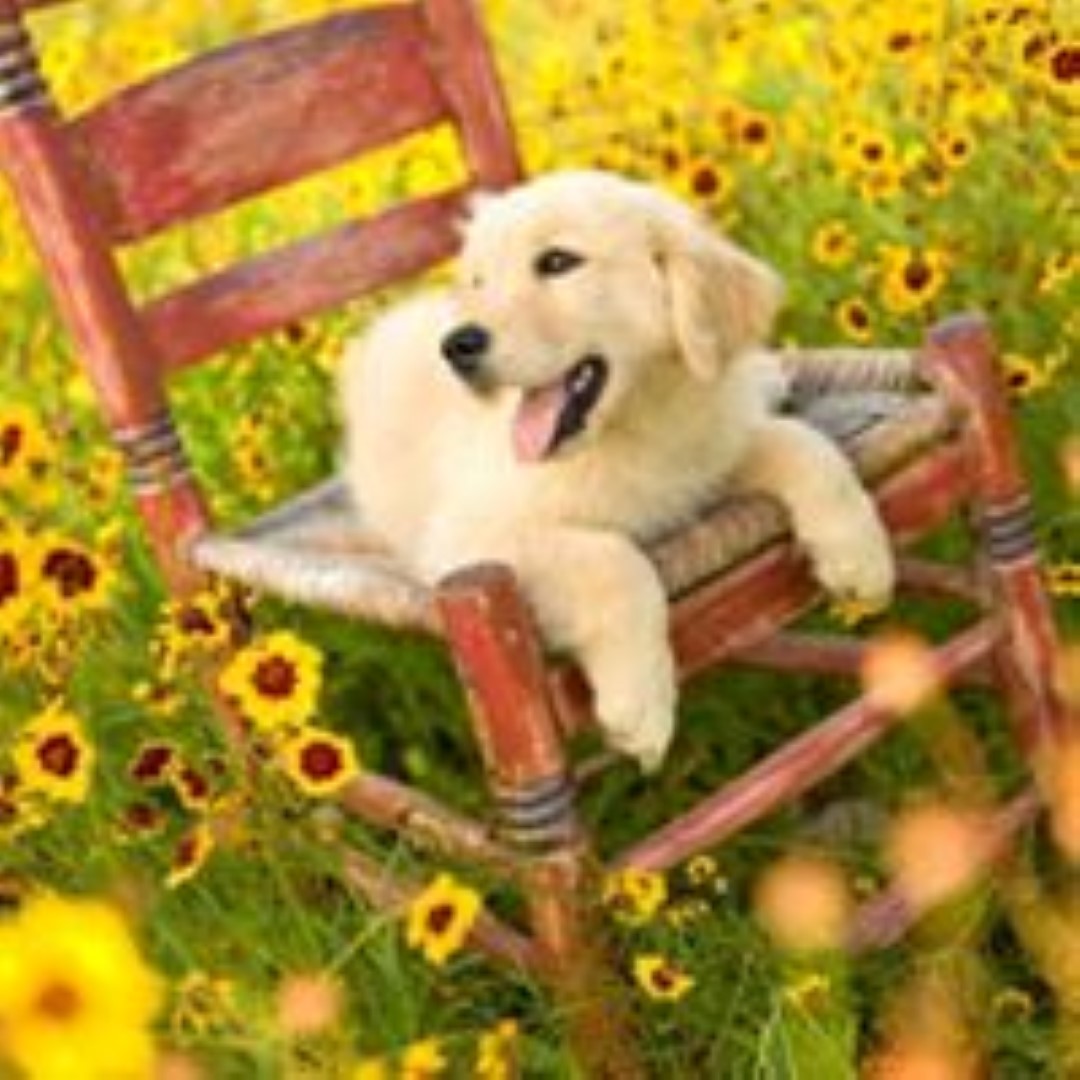 Amys Pet Parlor Oakdale