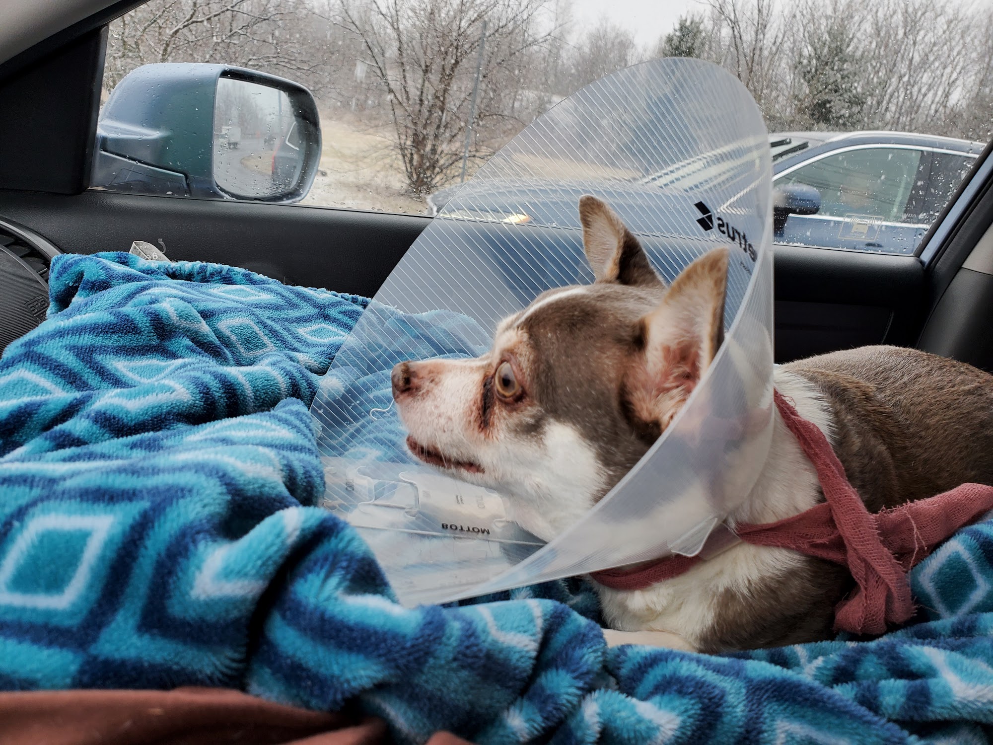 Memorial Veterinary Hospital Old Forge