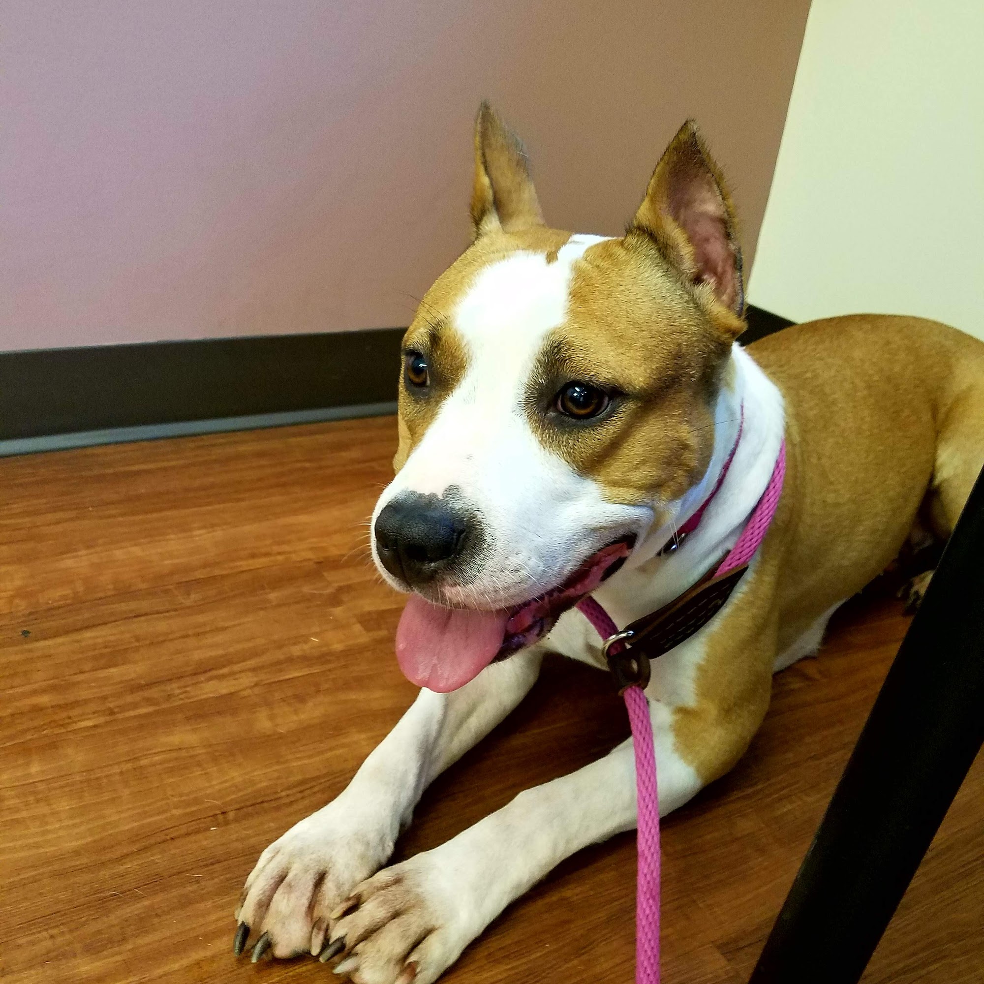 Orefield Veterinary Clinic Orefield