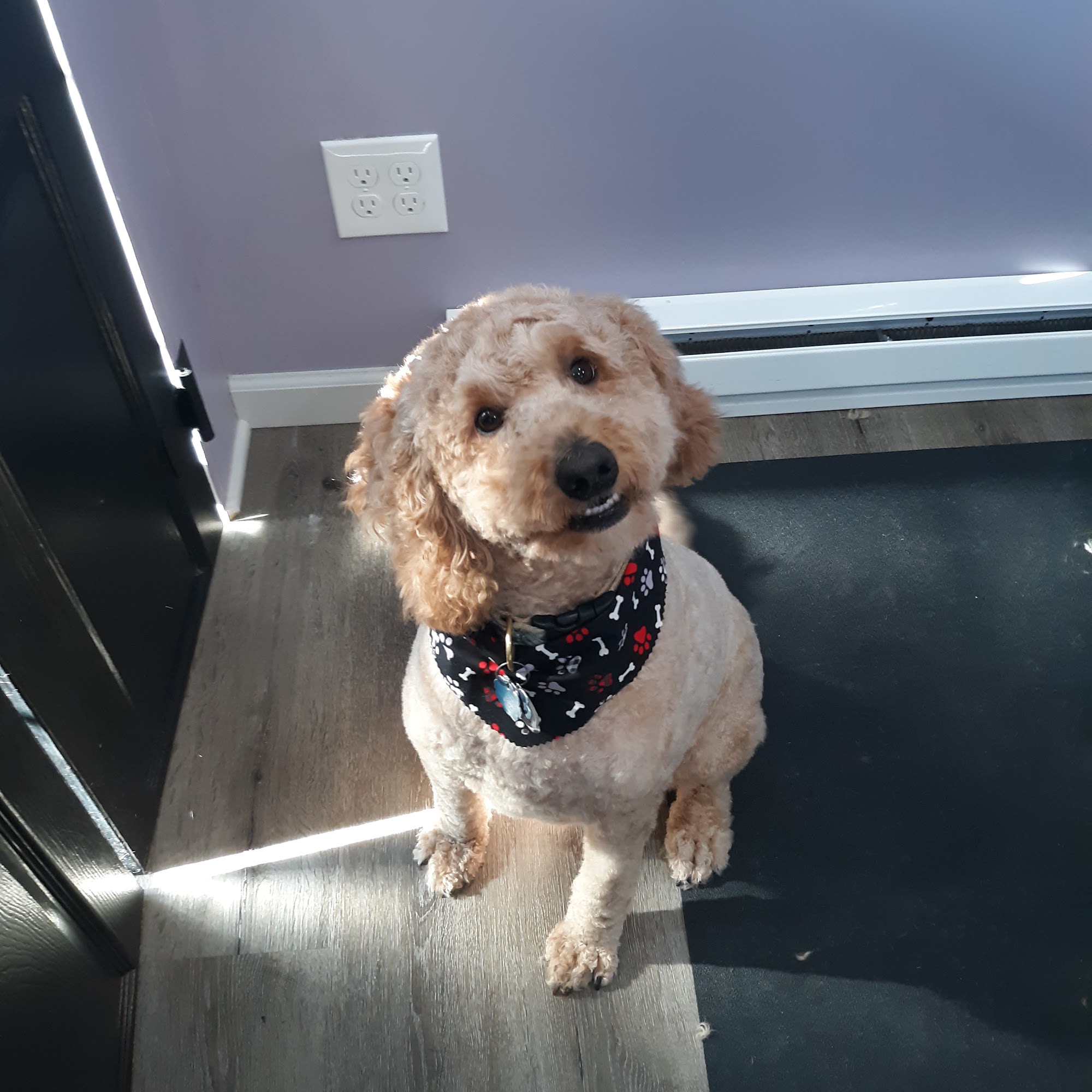 The Impeccable Pooch Groomer 3203 Highland Rd, Orefield, PA 18069