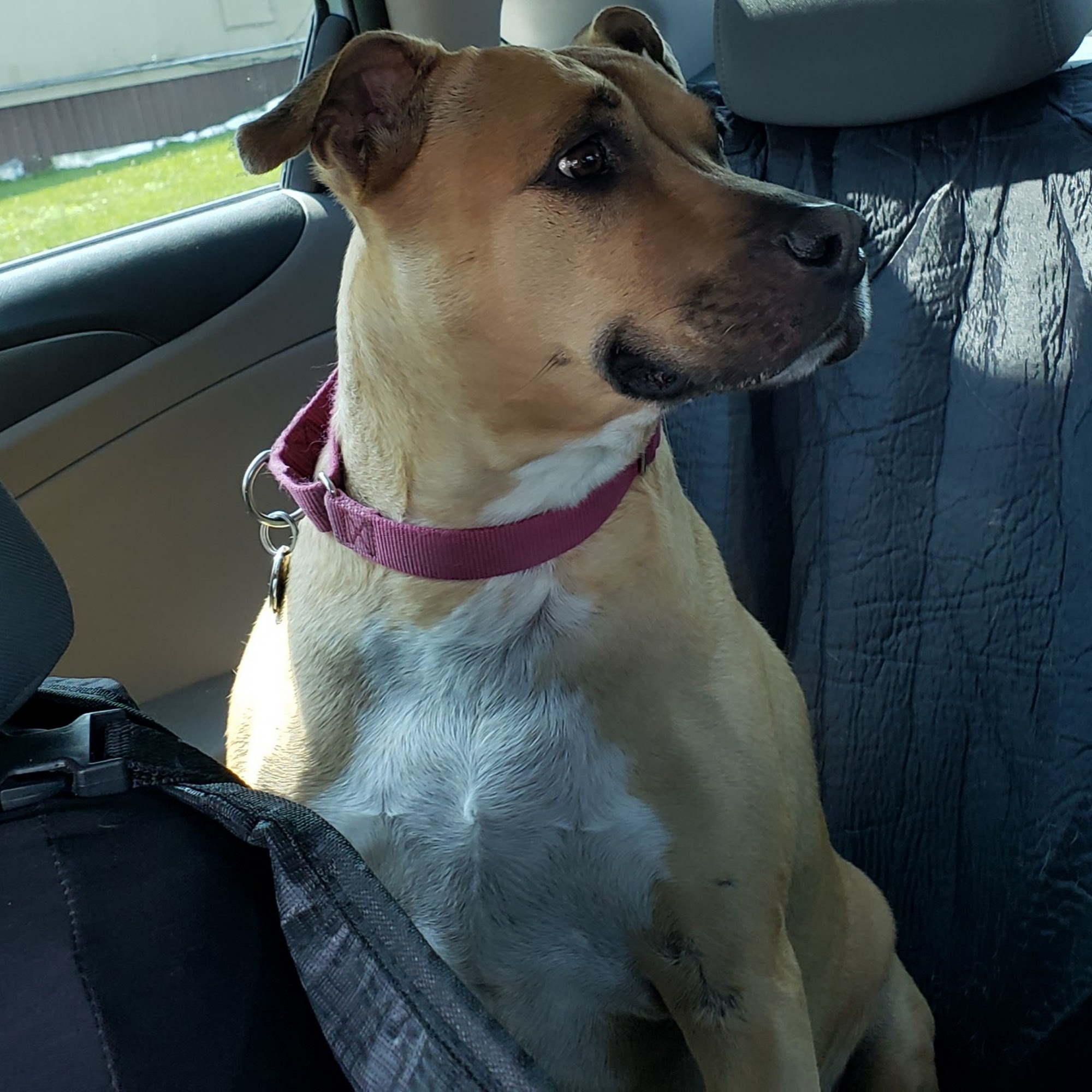 Durham Valley Vets Ottsville