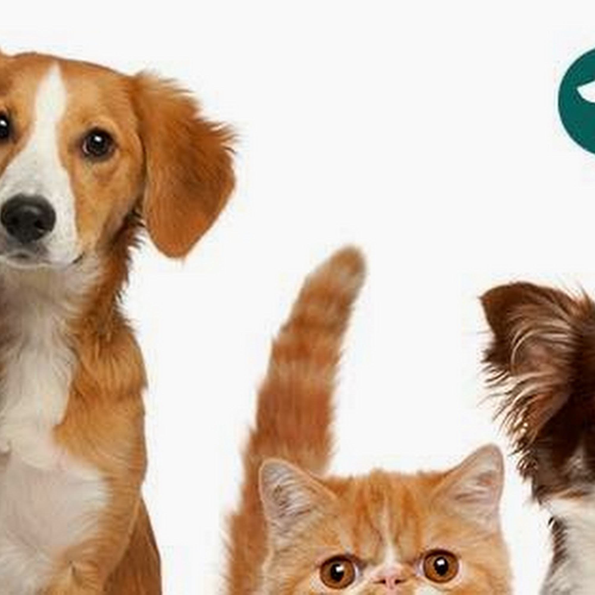 Stoneback Veterinary Associates Oxford