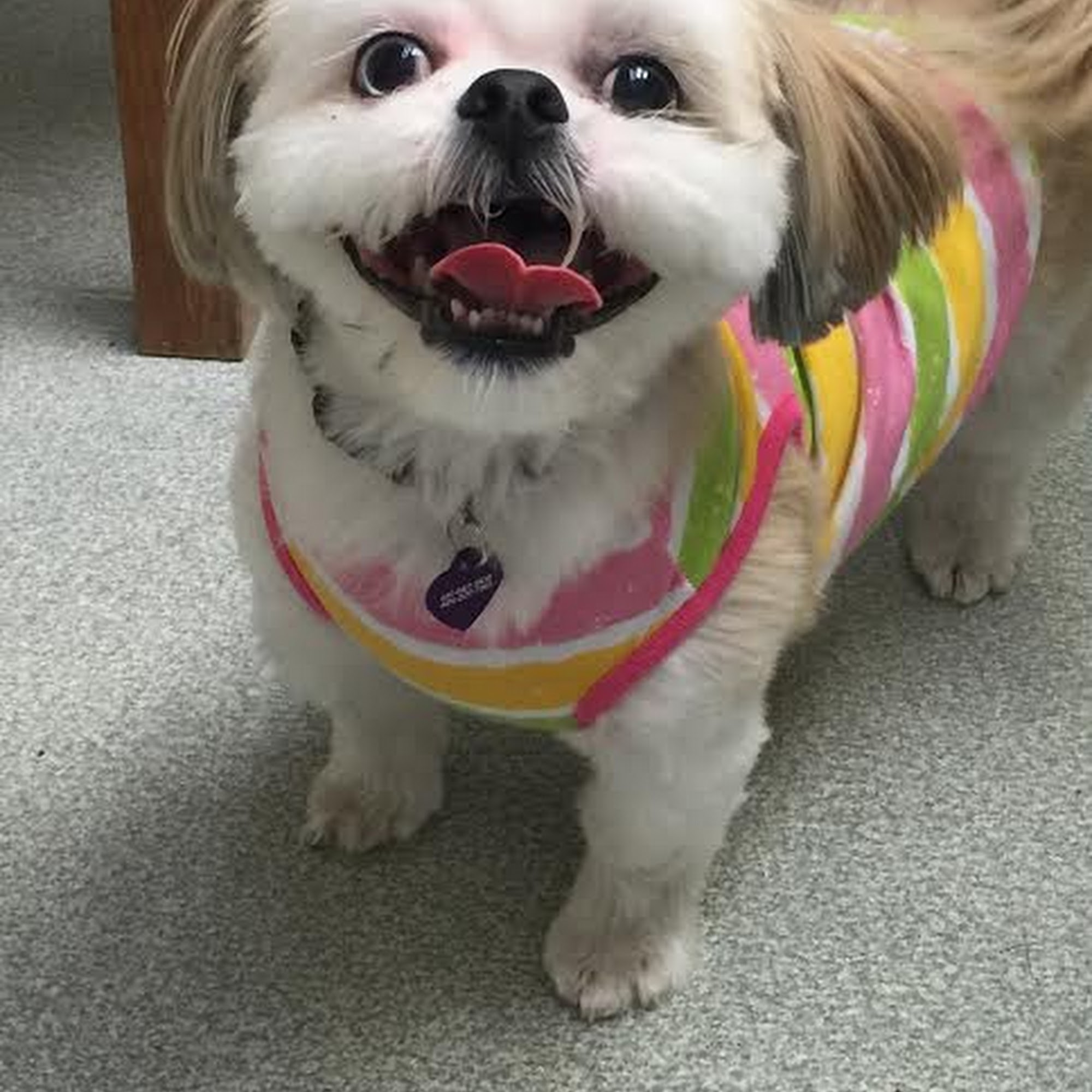 Oxford Veterinary Hospital Oxford