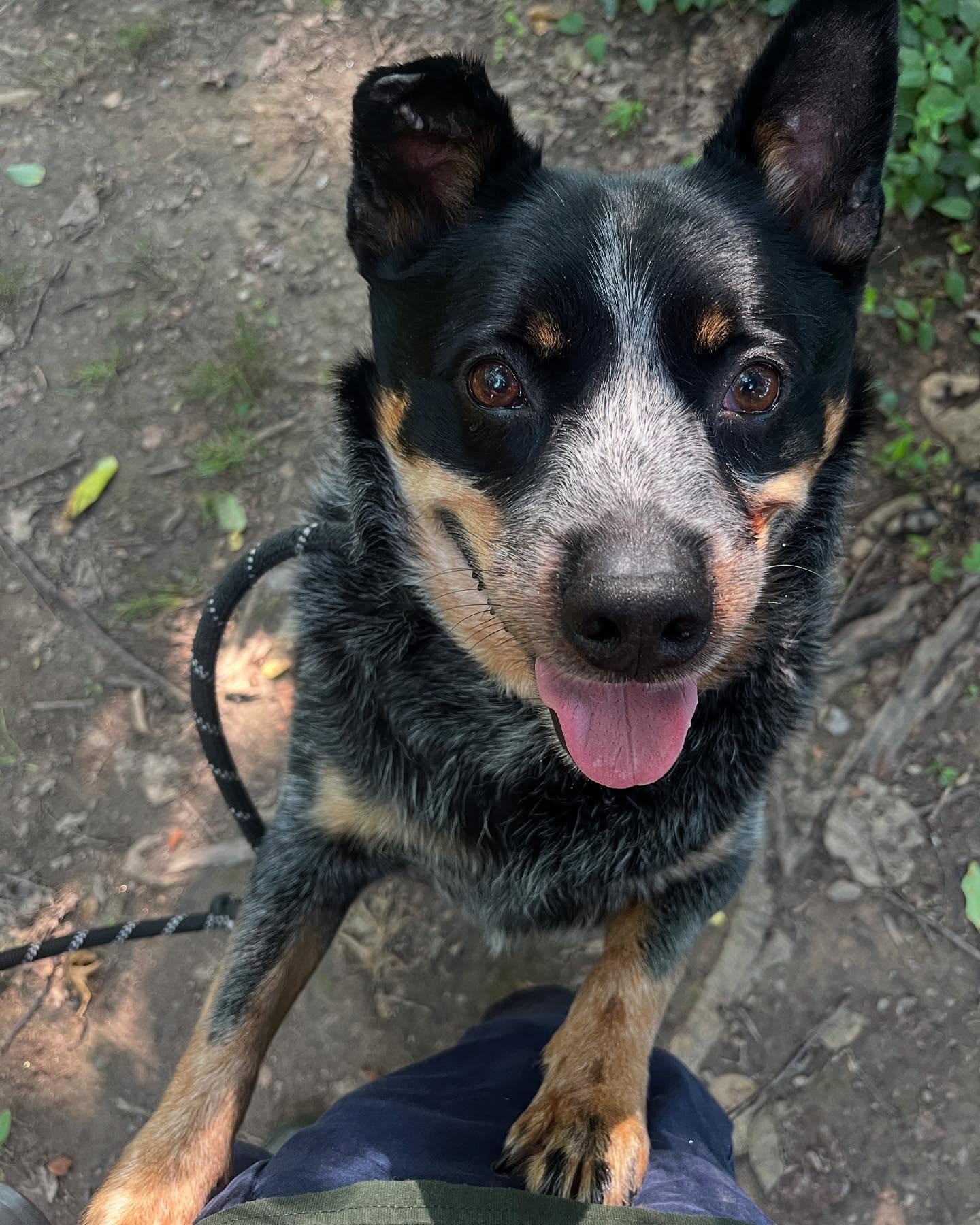 Vixen Hall Kennels Oxford