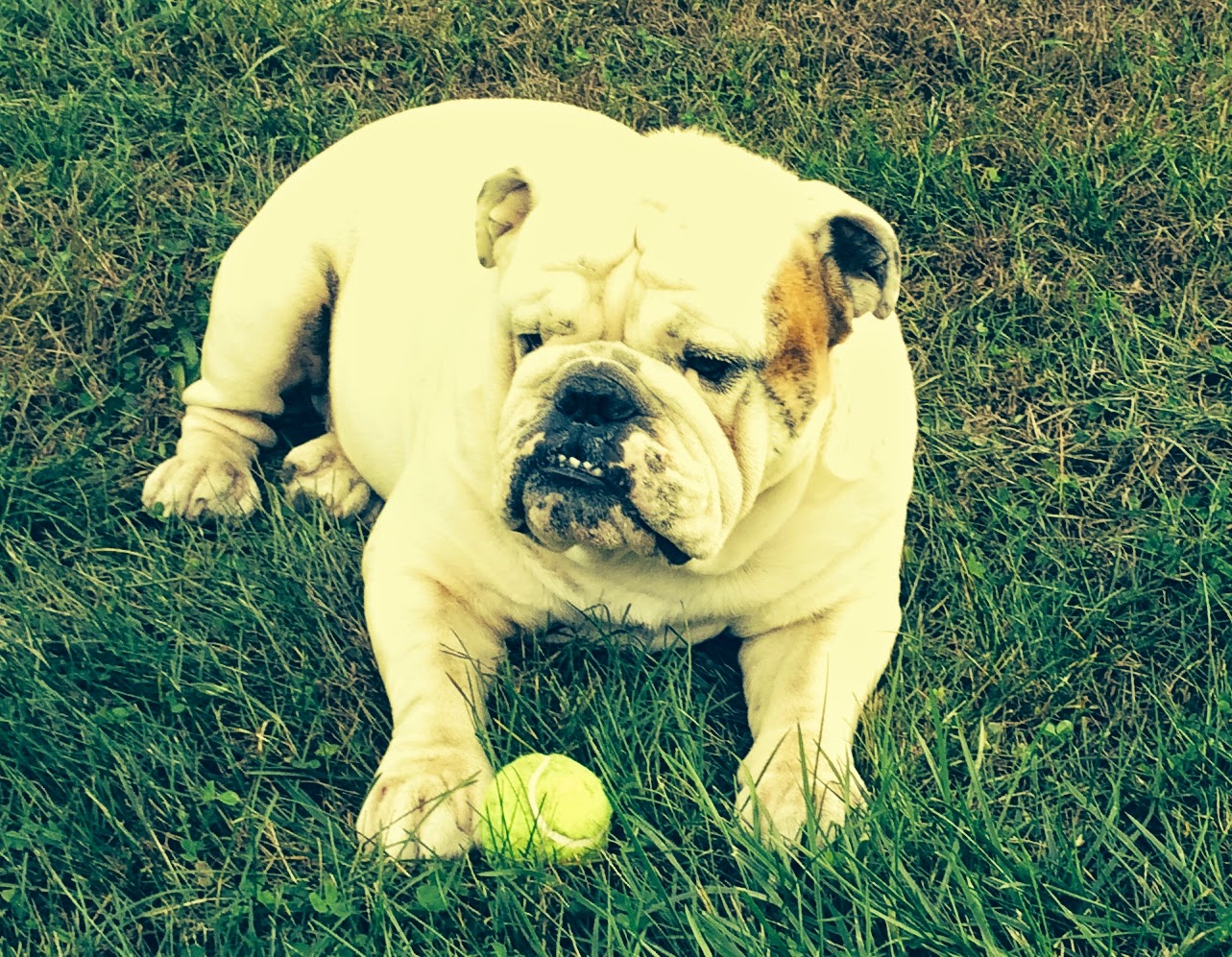 Hanna's Bed and Biscuit, inc.