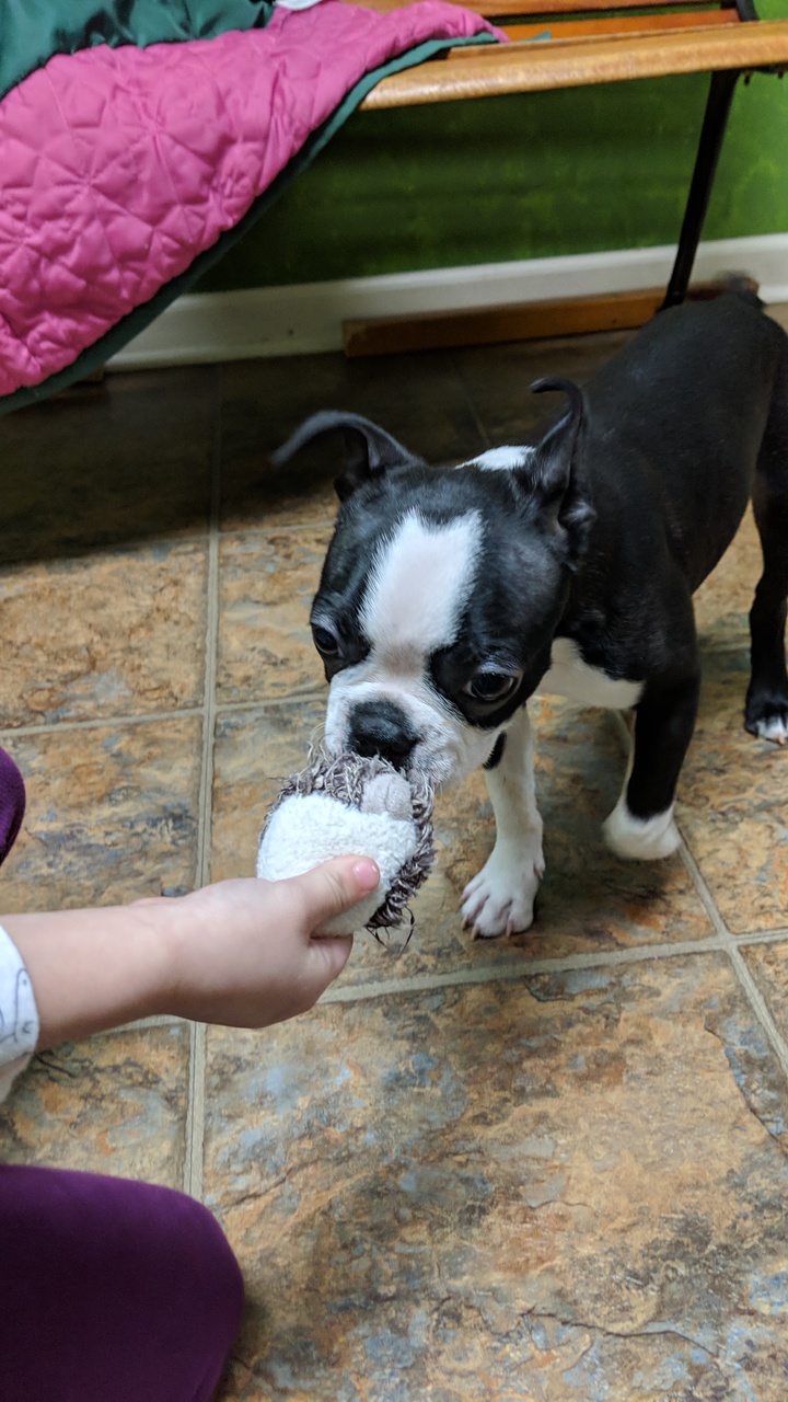 Little Paws Dog Shop LLC Palmyra