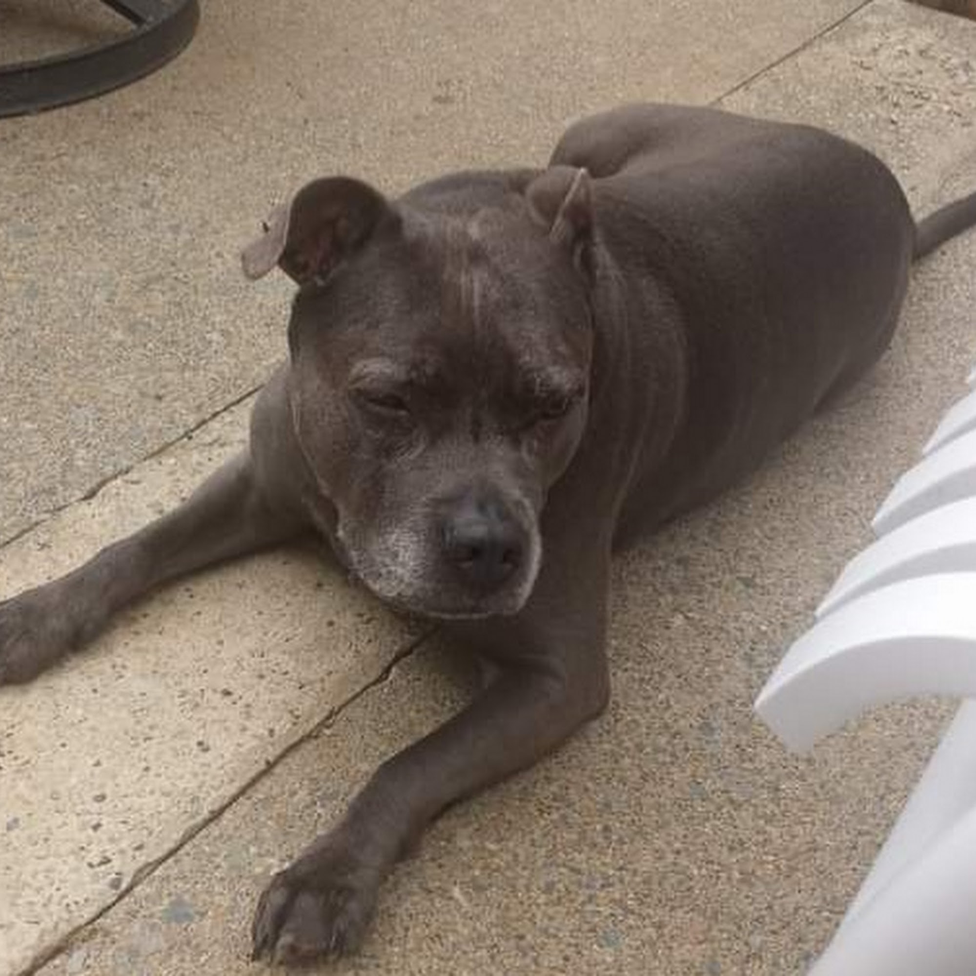 Palmyra Animal Clinic Palmyra