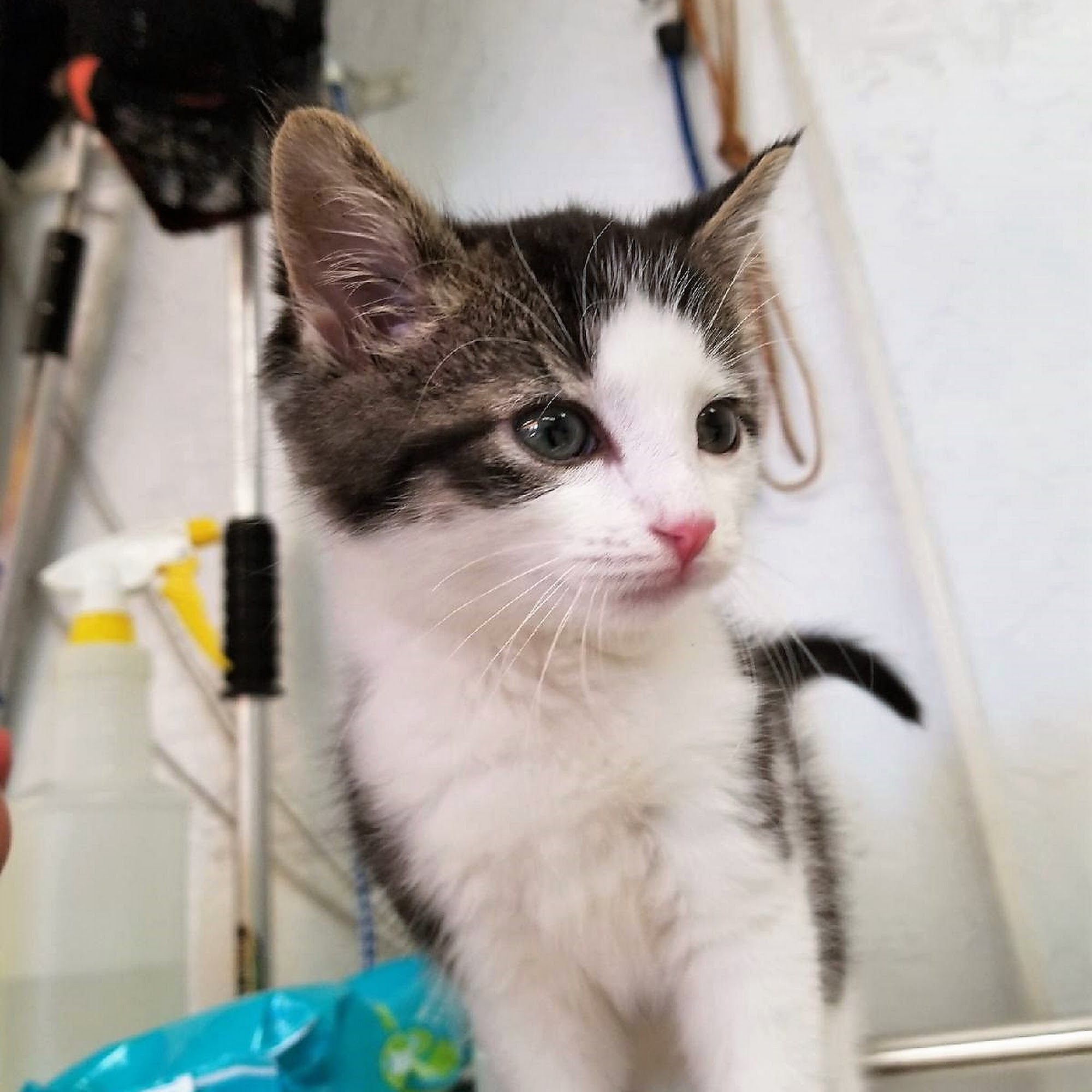 Spay Neuter Clinic: Penn Hills Penn Hills