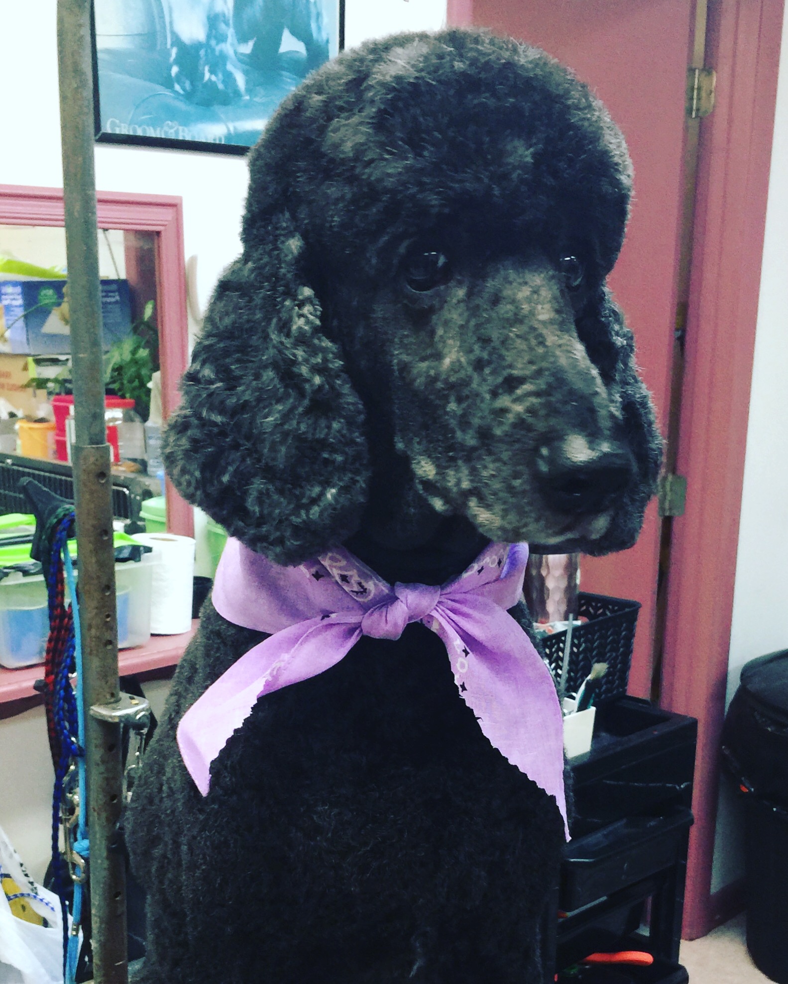 Lucky Dog Professional Groom Perkasie