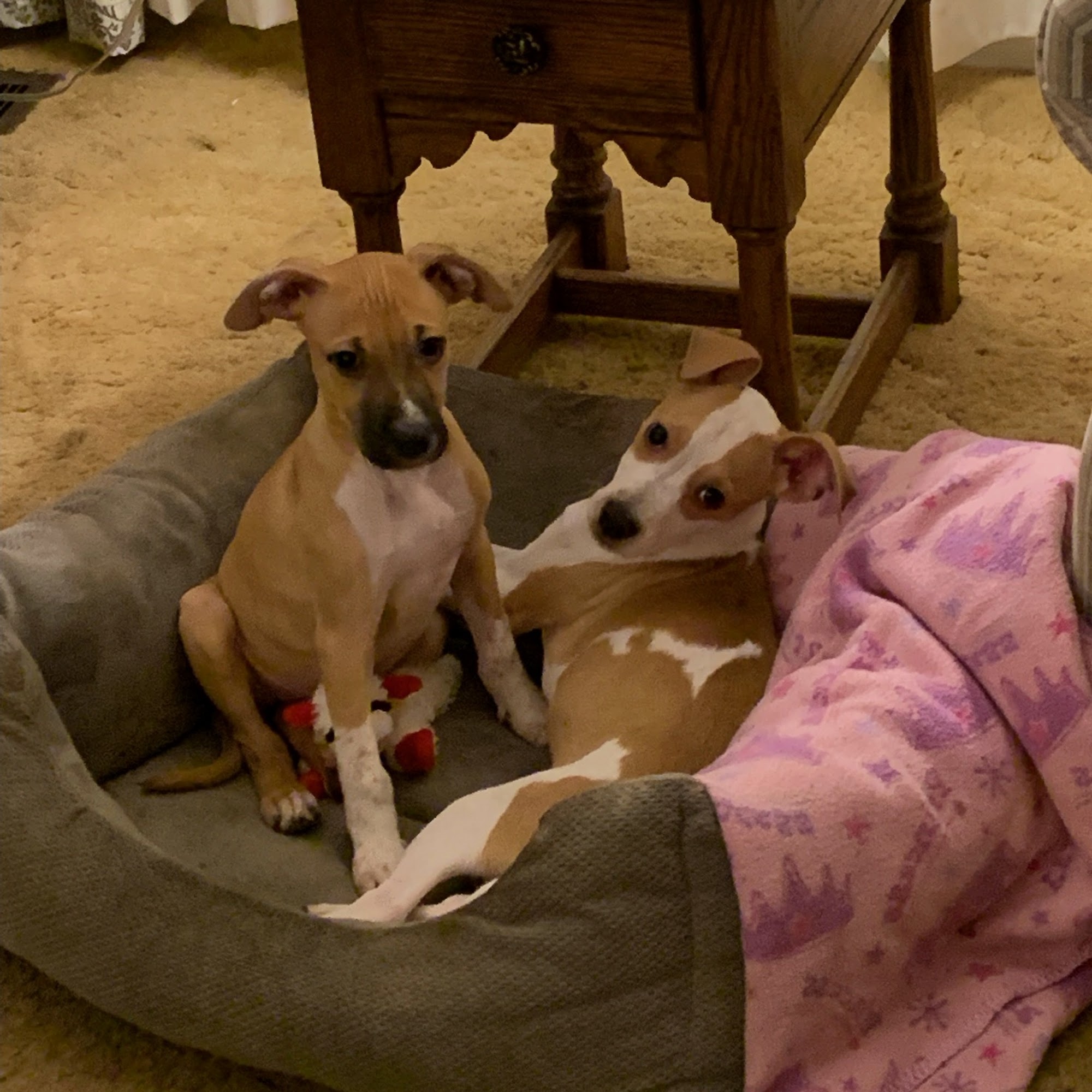 Rhawnhurst Animal Hospital Philadelphia