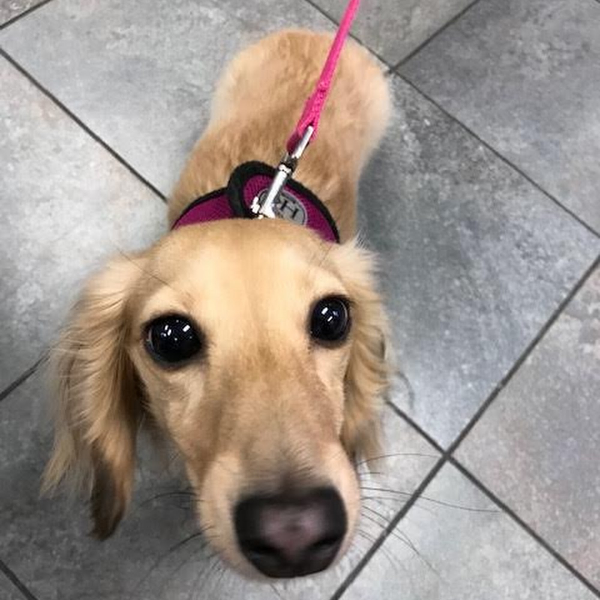 Society Hill Veterinary Hospital Philadelphia