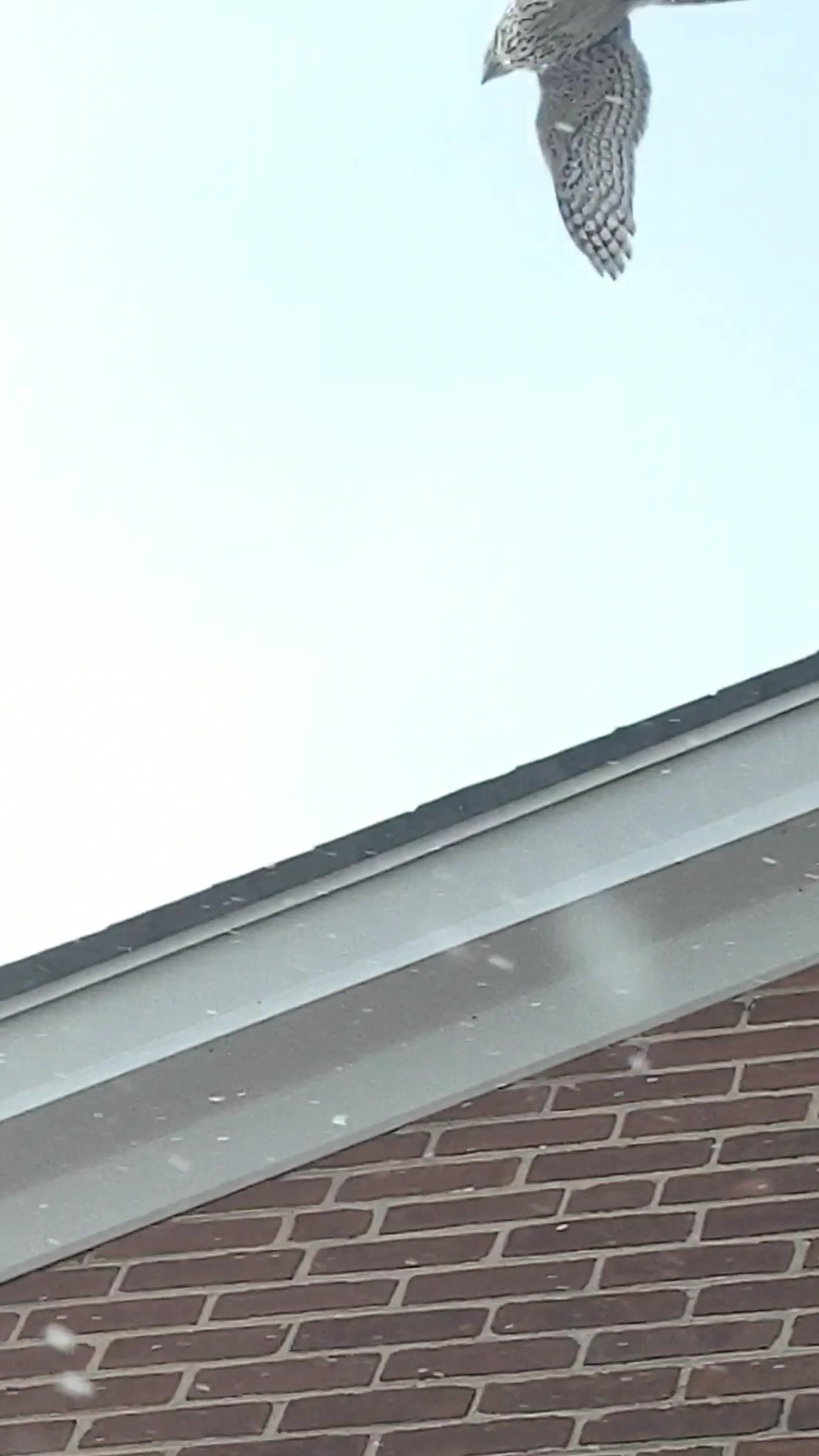 Greenman's Deli Menu