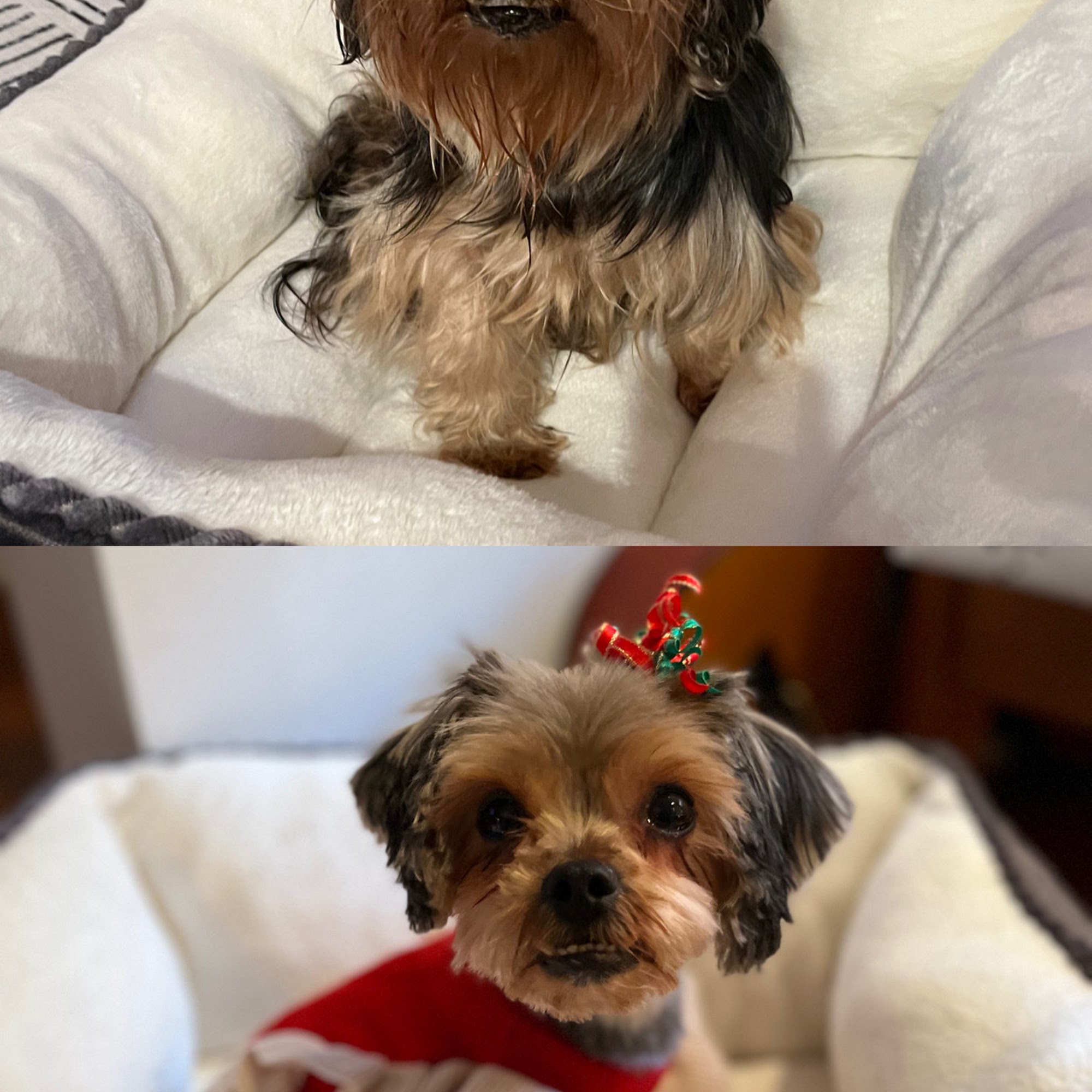 Pets and the City Philly Philadelphia