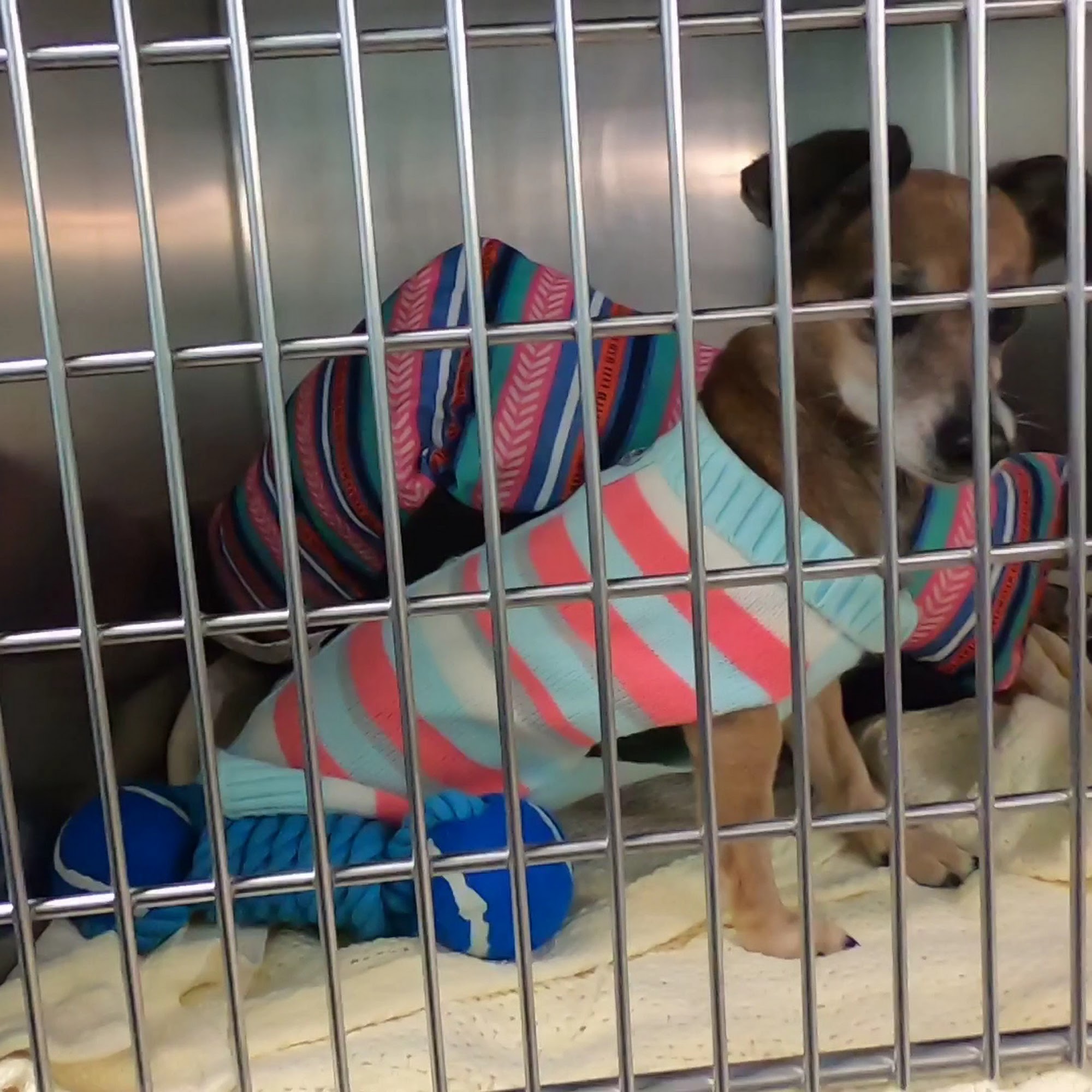 Morris Animal Refuge Philadelphia