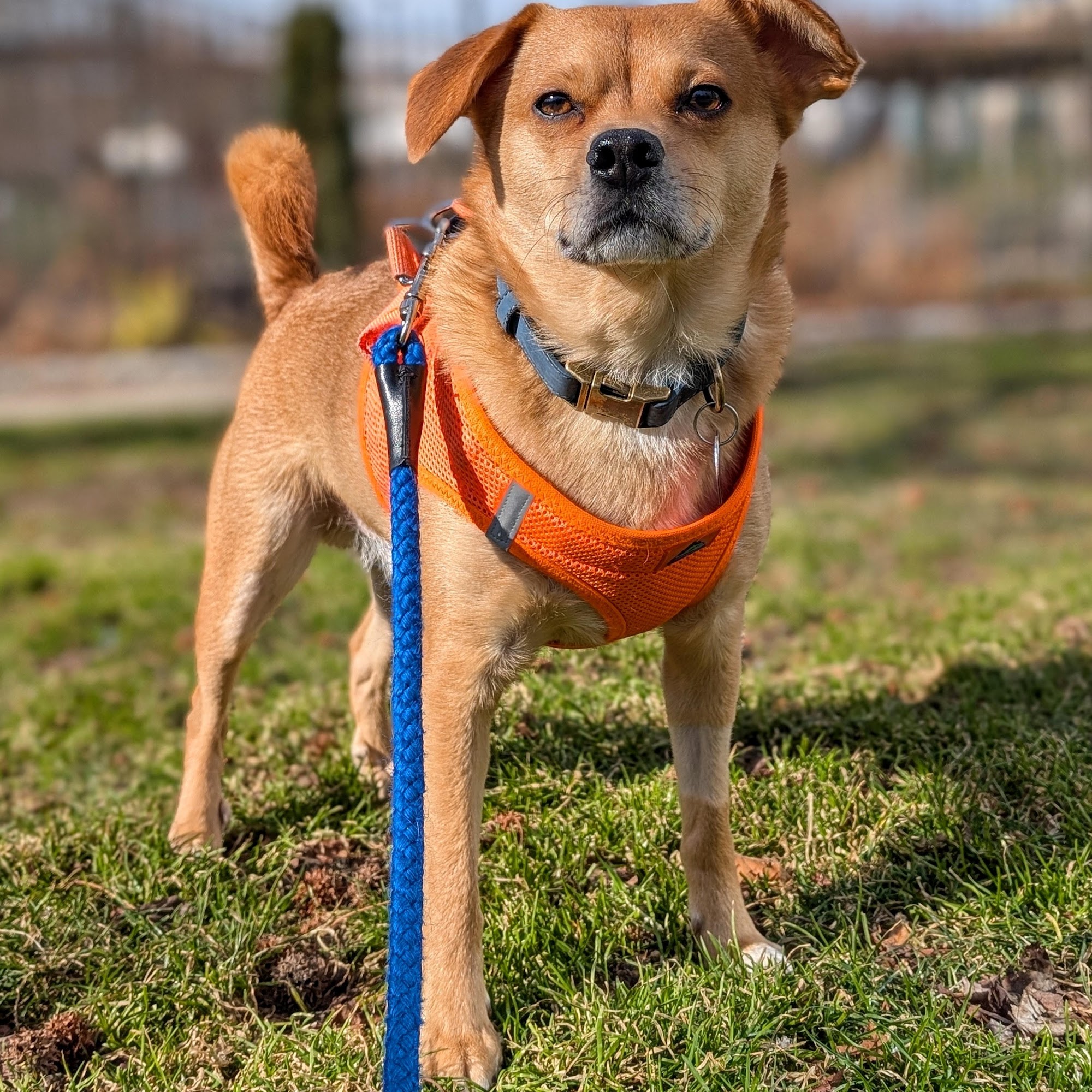 The Monster Minders Dog Walking Philadelphia