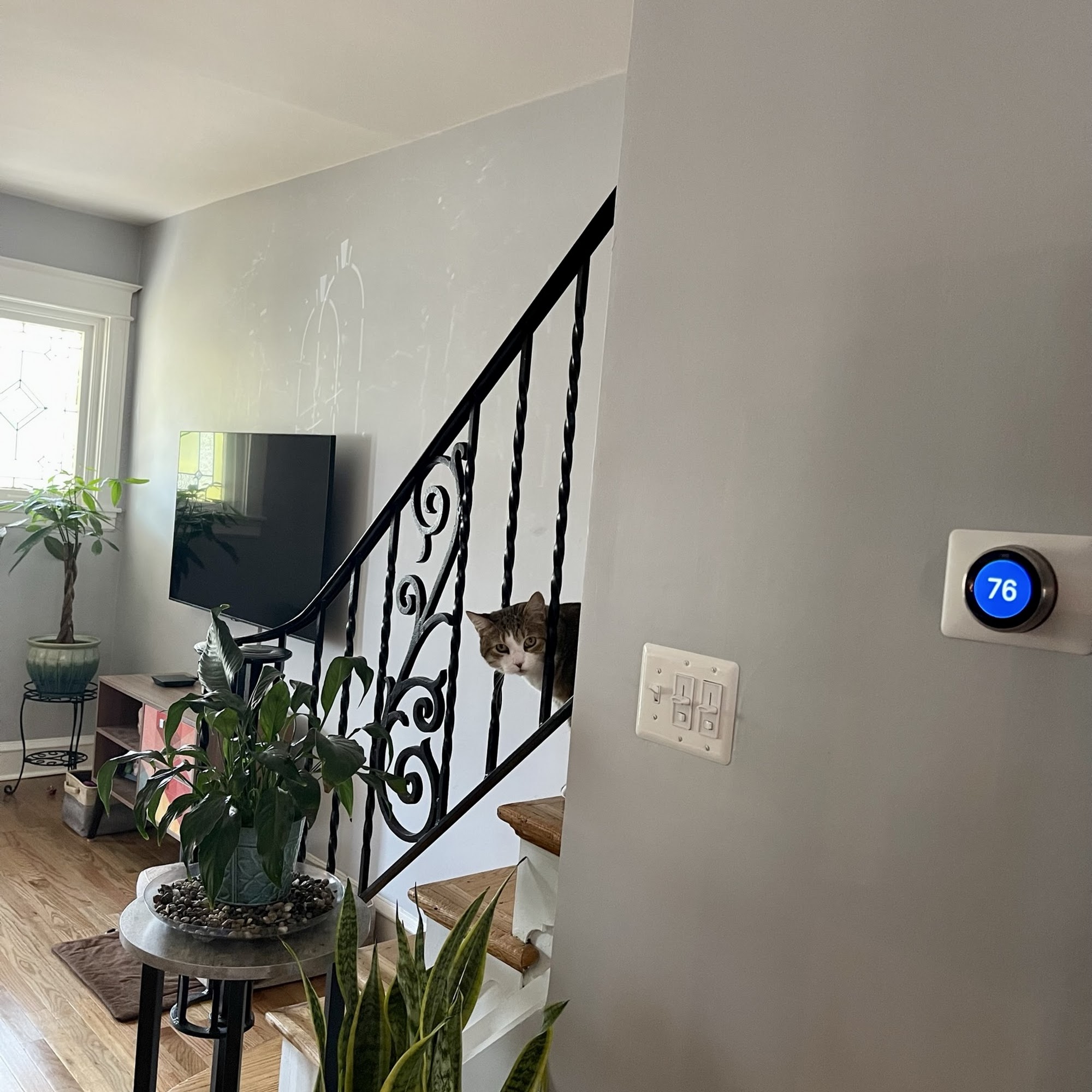 Top Tails Dog Walking & Cat Sitting Philadelphia