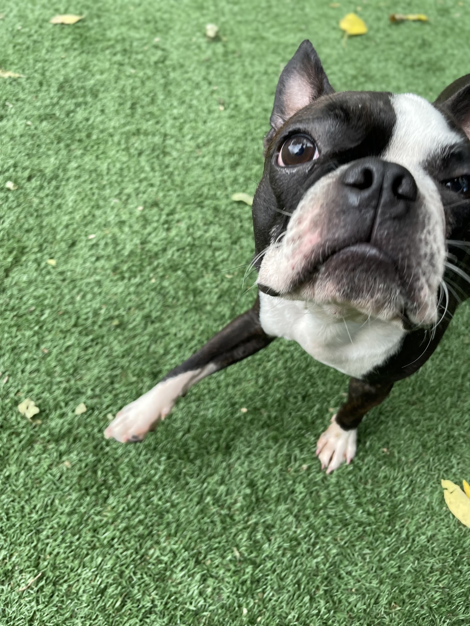 BarkPark West Philadelphia