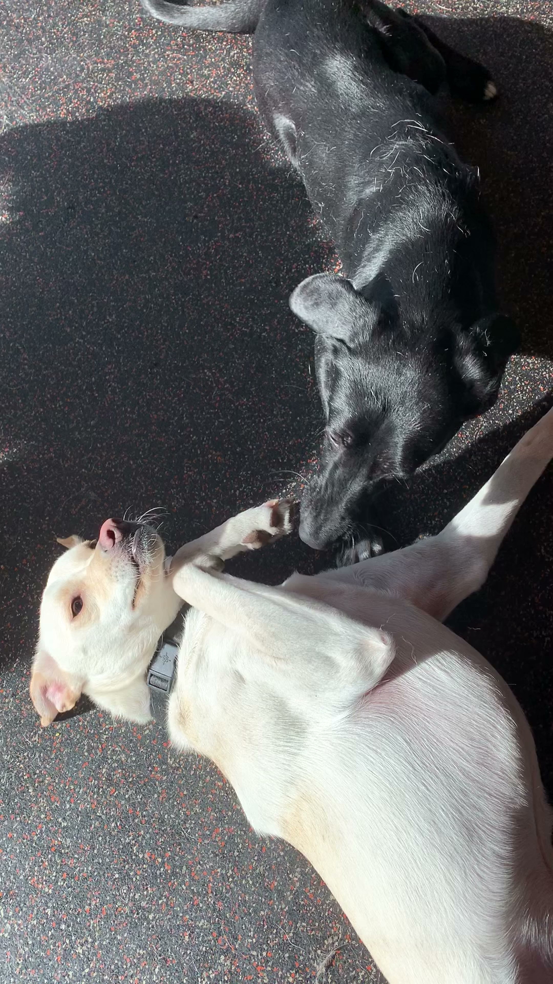 BarkPark South Philadelphia