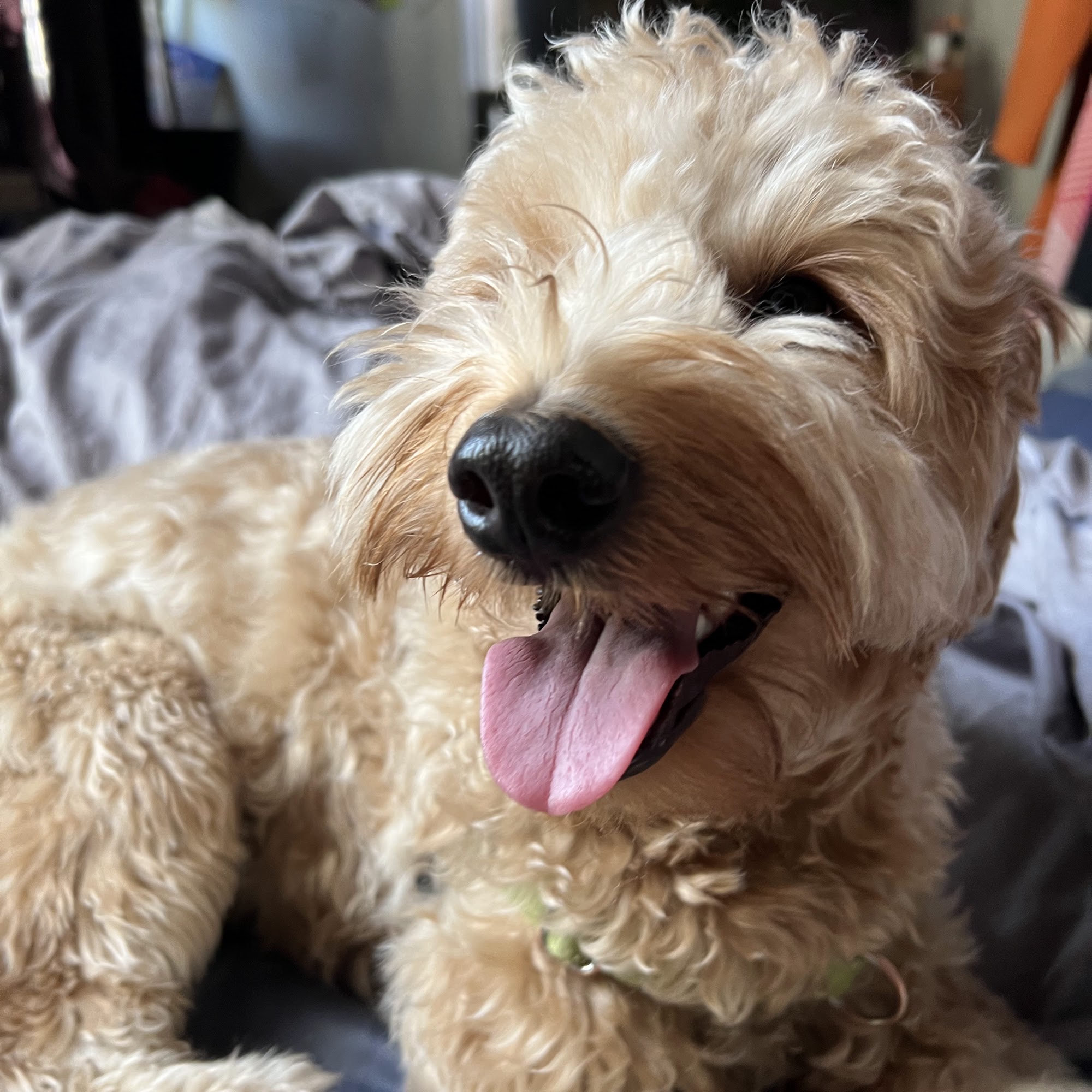 Wag The Dog Philadelphia