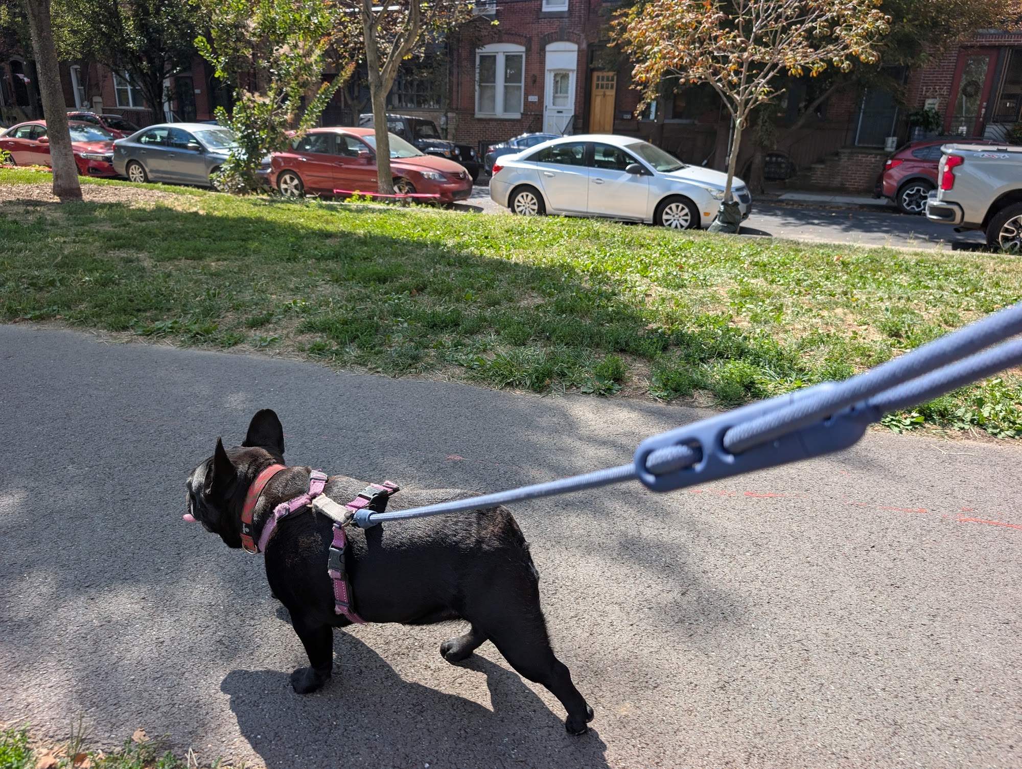 Pant Dog Center Philadelphia