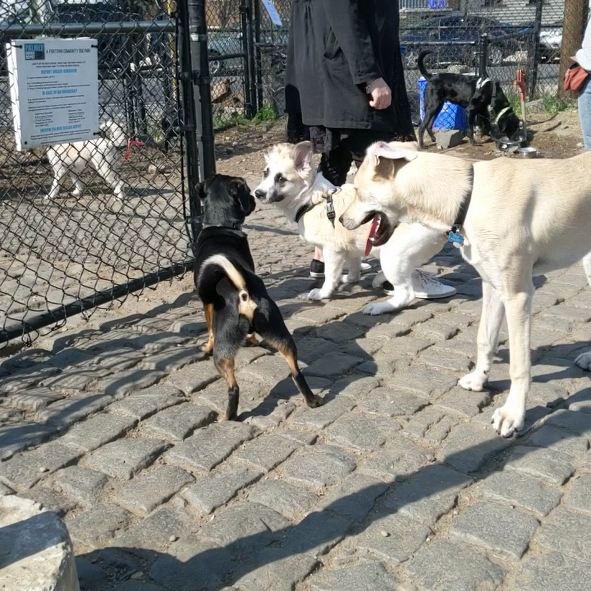 Palmer Doggie Depot Philadelphia