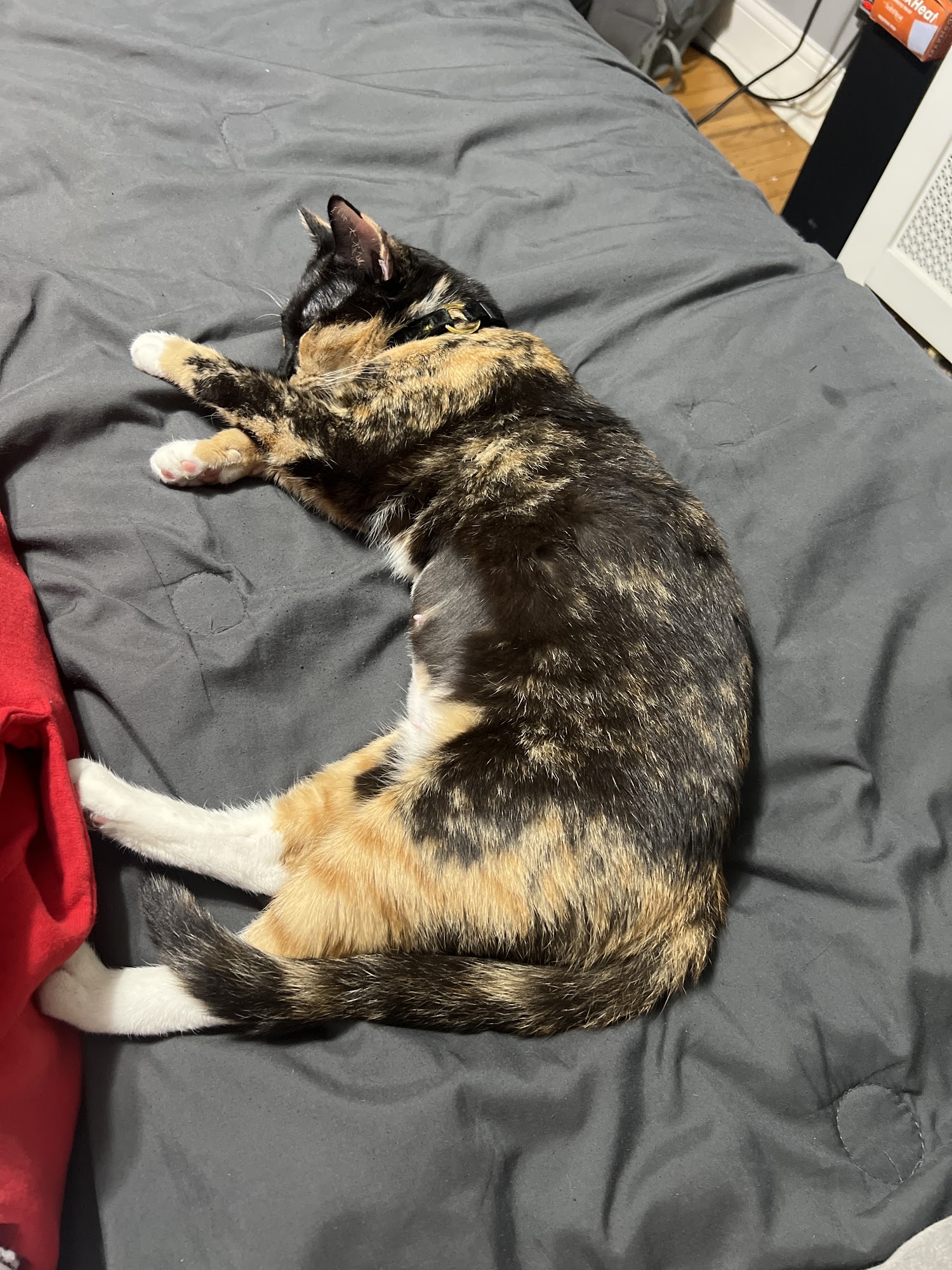 Pennsylvania SPCA Philadelphia