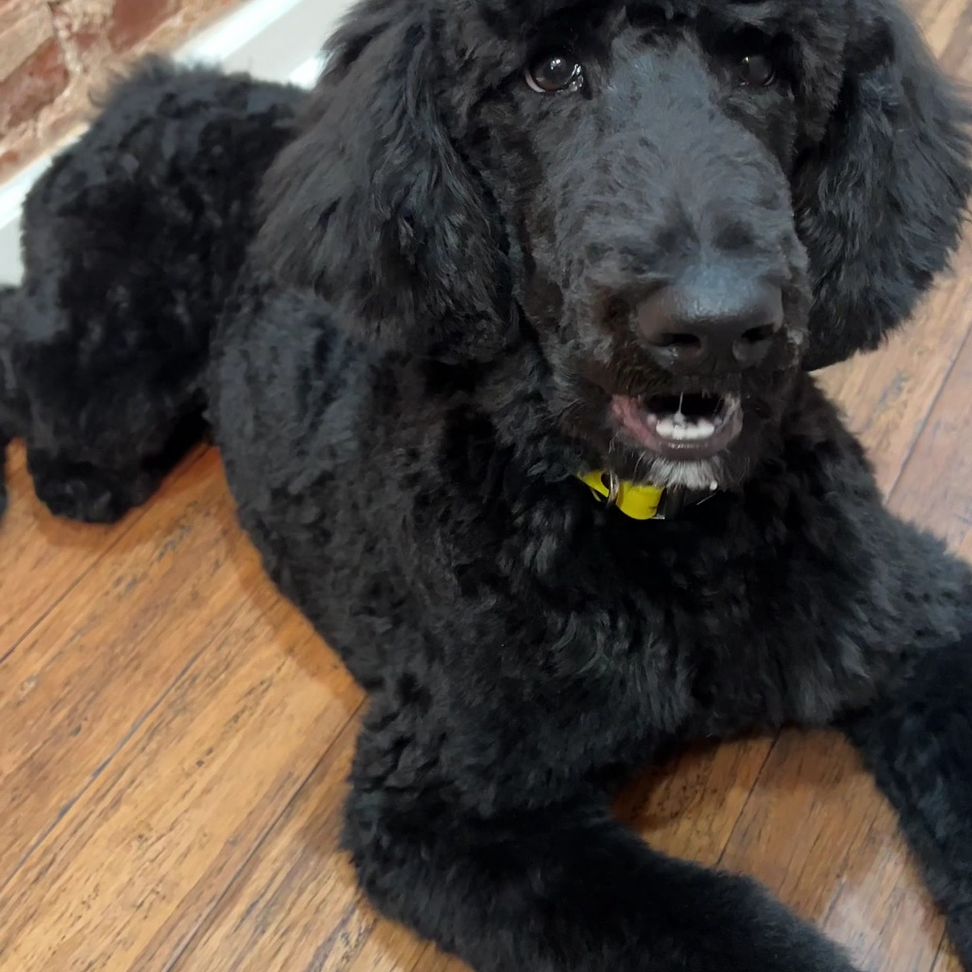 Tia Pet Care - Dog Grooming Philadelphia