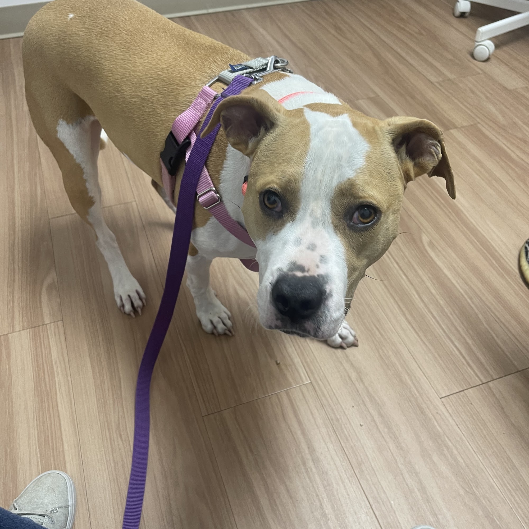 Indy Veterinary Care Philadelphia