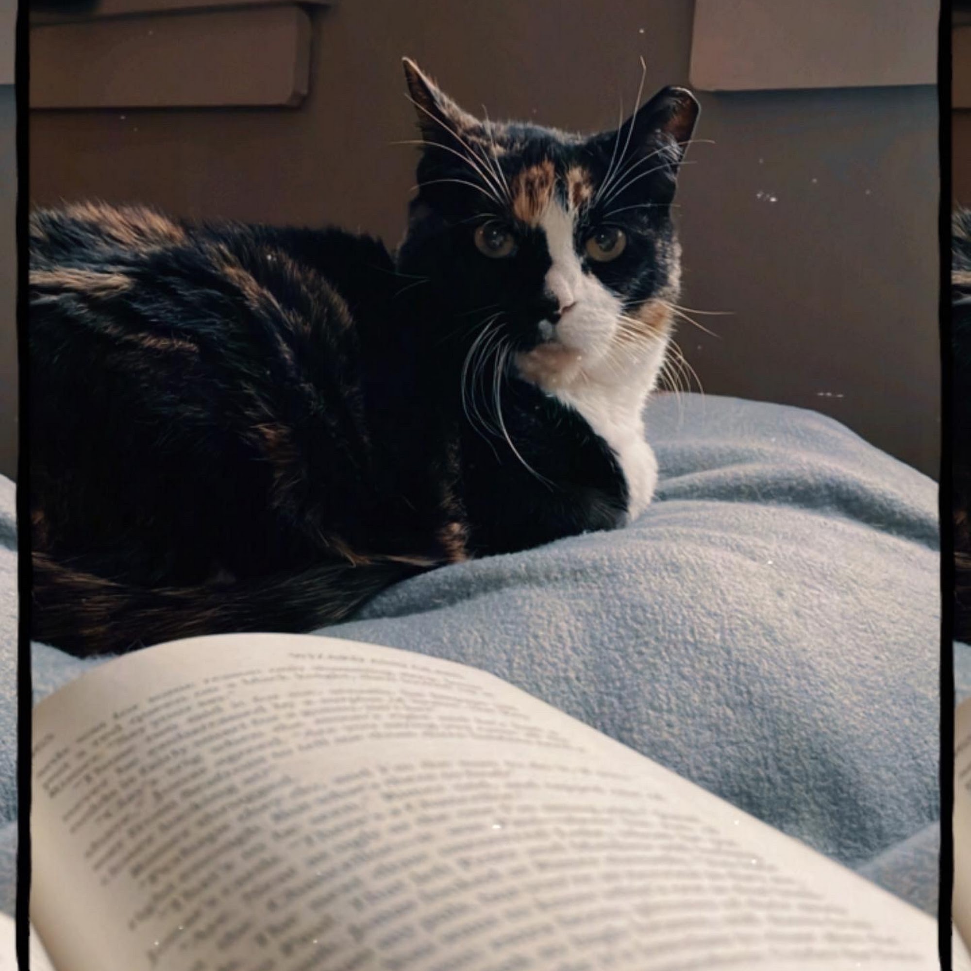 Art Museum Veterinary Center Philadelphia