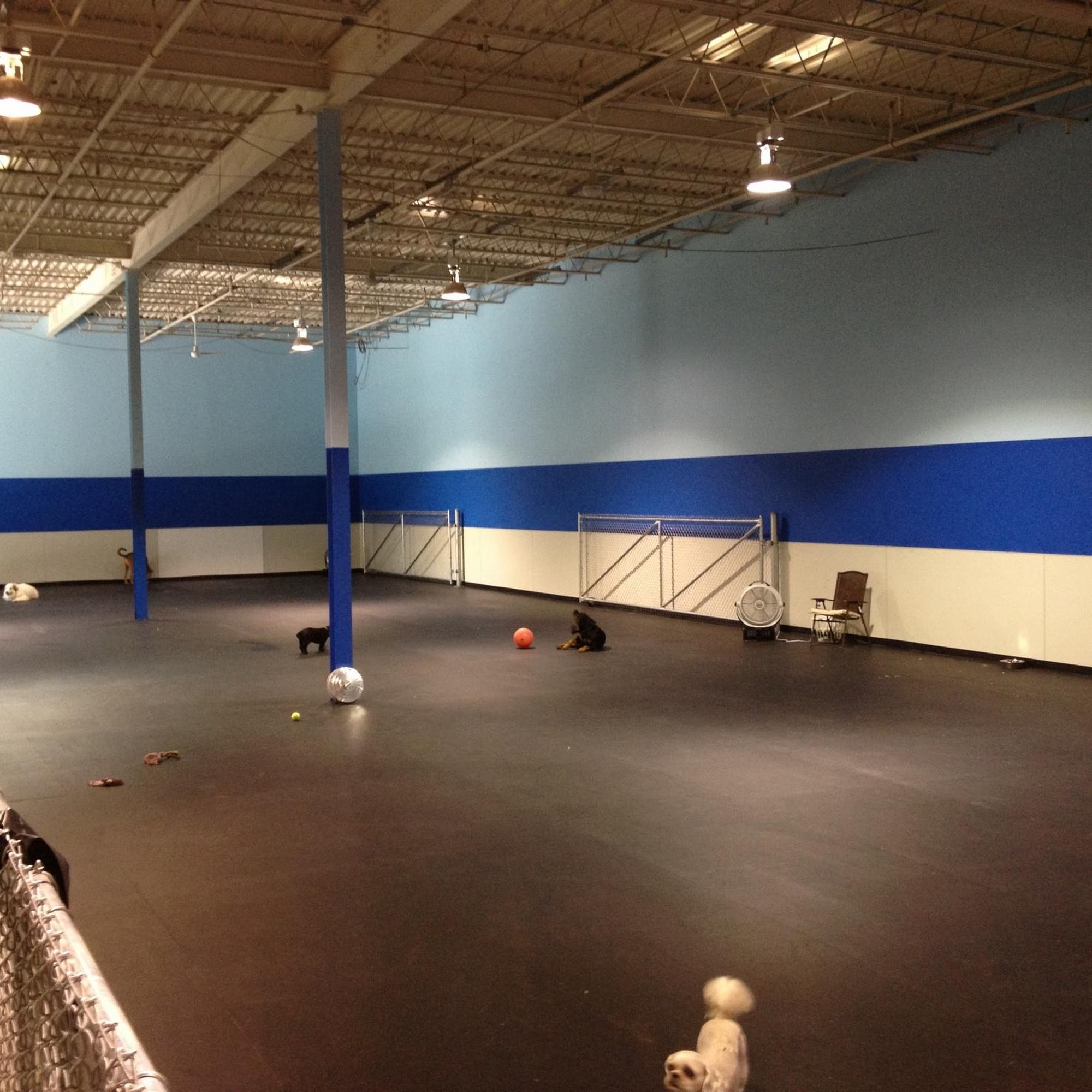 Little White Dog Doggie Daycare Philadelphia