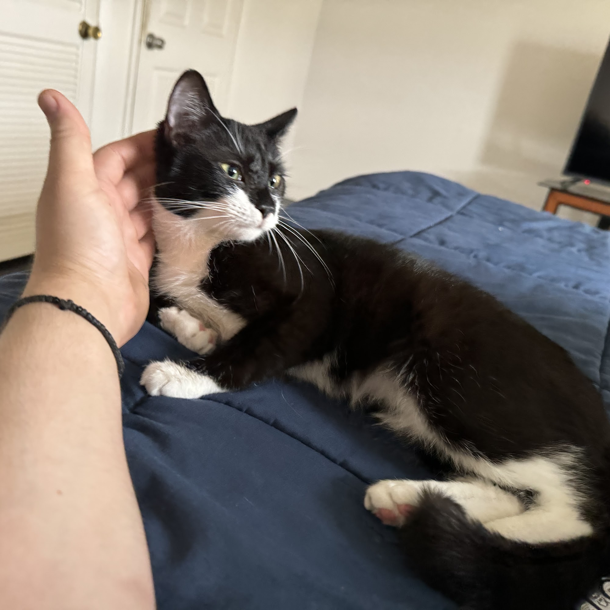 Greene Street Animal Care Philadelphia