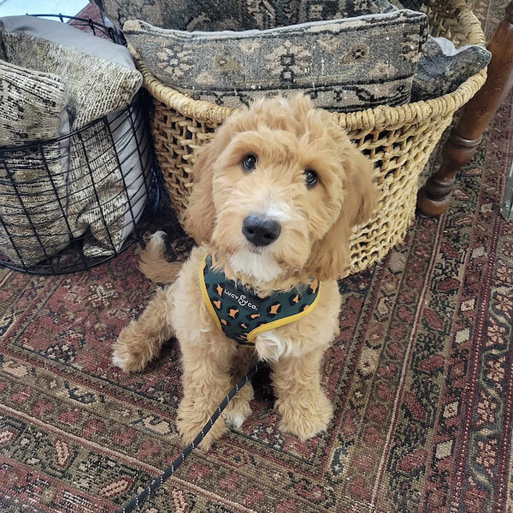 Wag Days Philadelphia