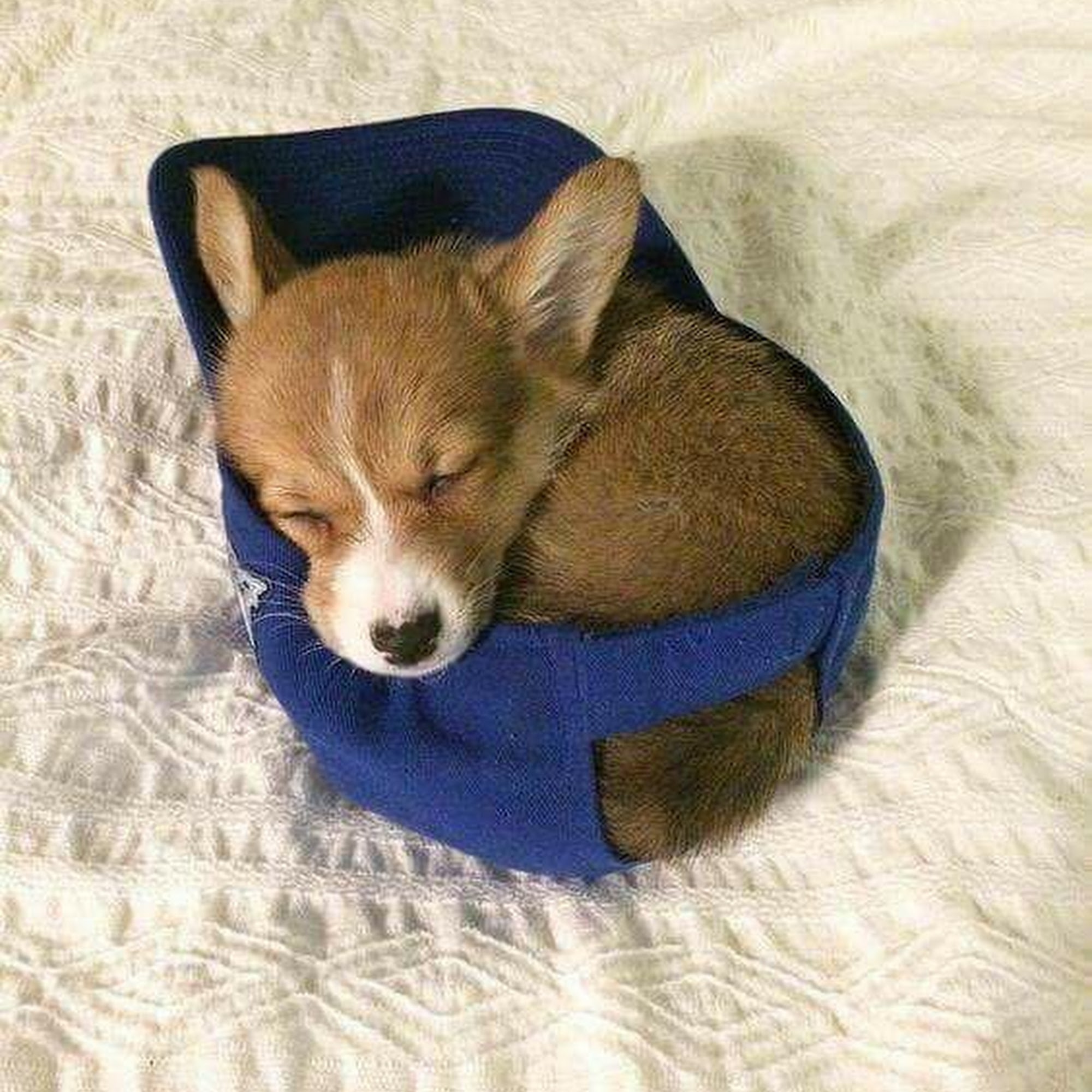 Puppies Unleashed