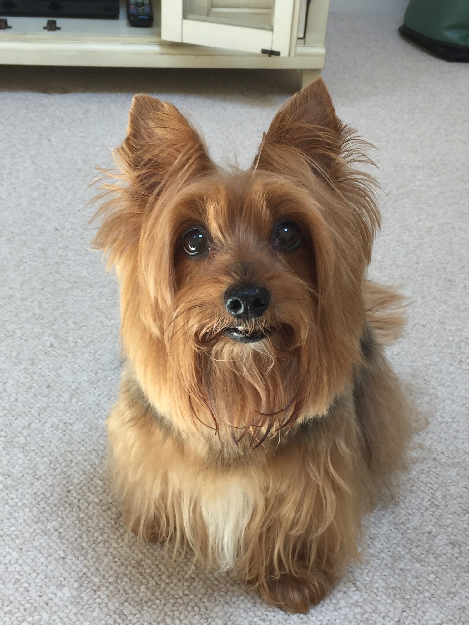 Personal Touch Pet Care Salon & Mobile Grooming Phoenixville