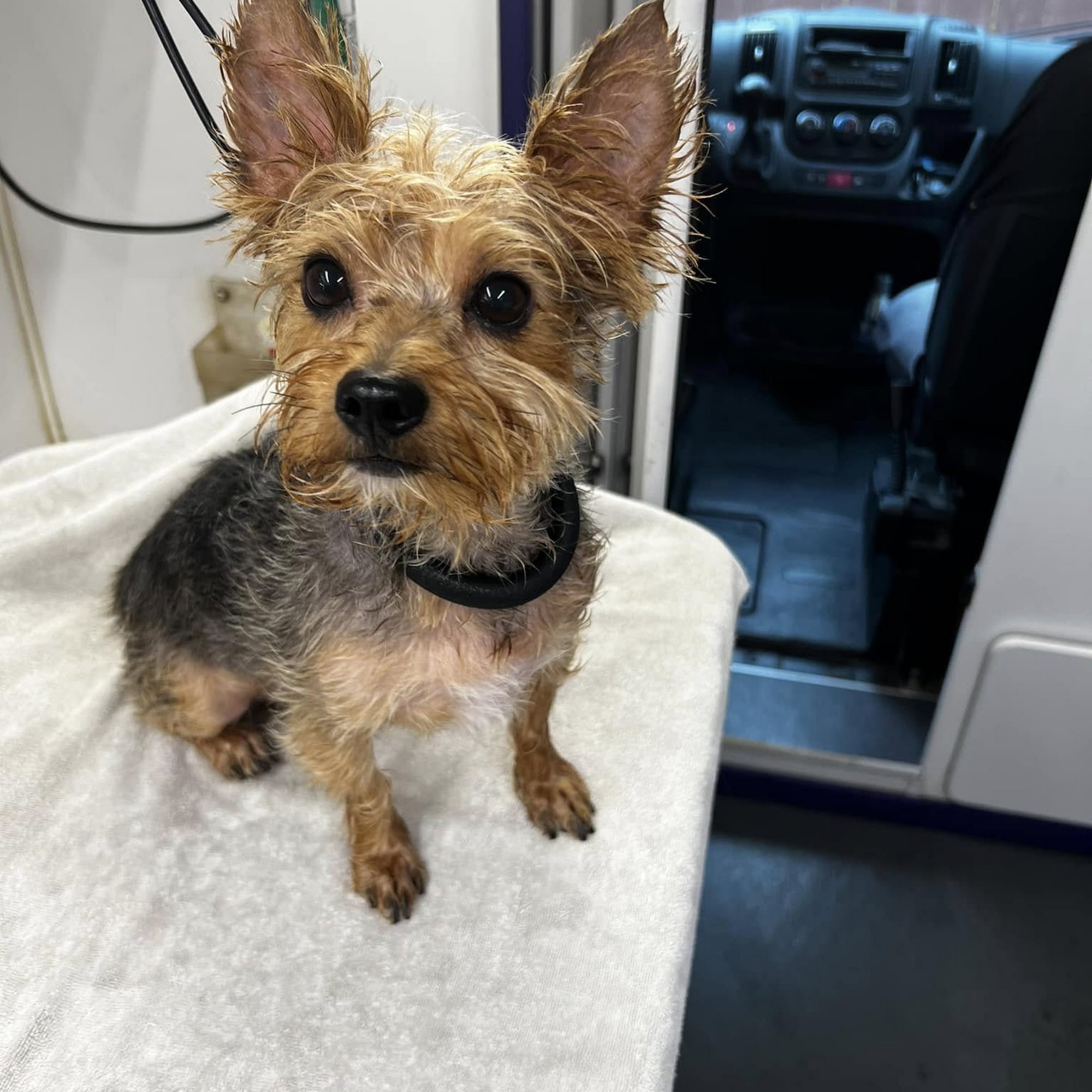 Personal Touch Pet Care Salon & Mobile Grooming Phoenixville