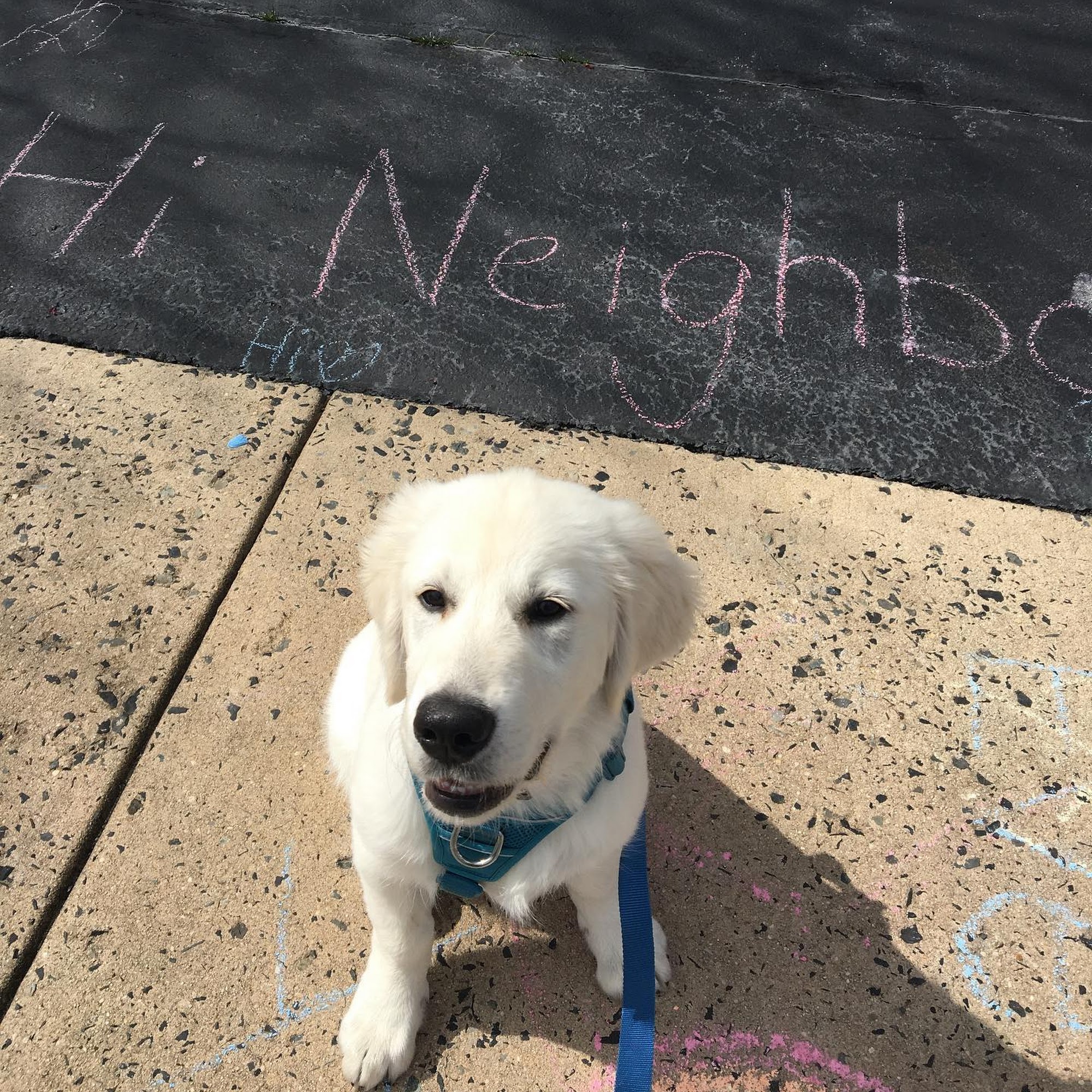 Buds | Walk. Play. Wag. Phoenixville