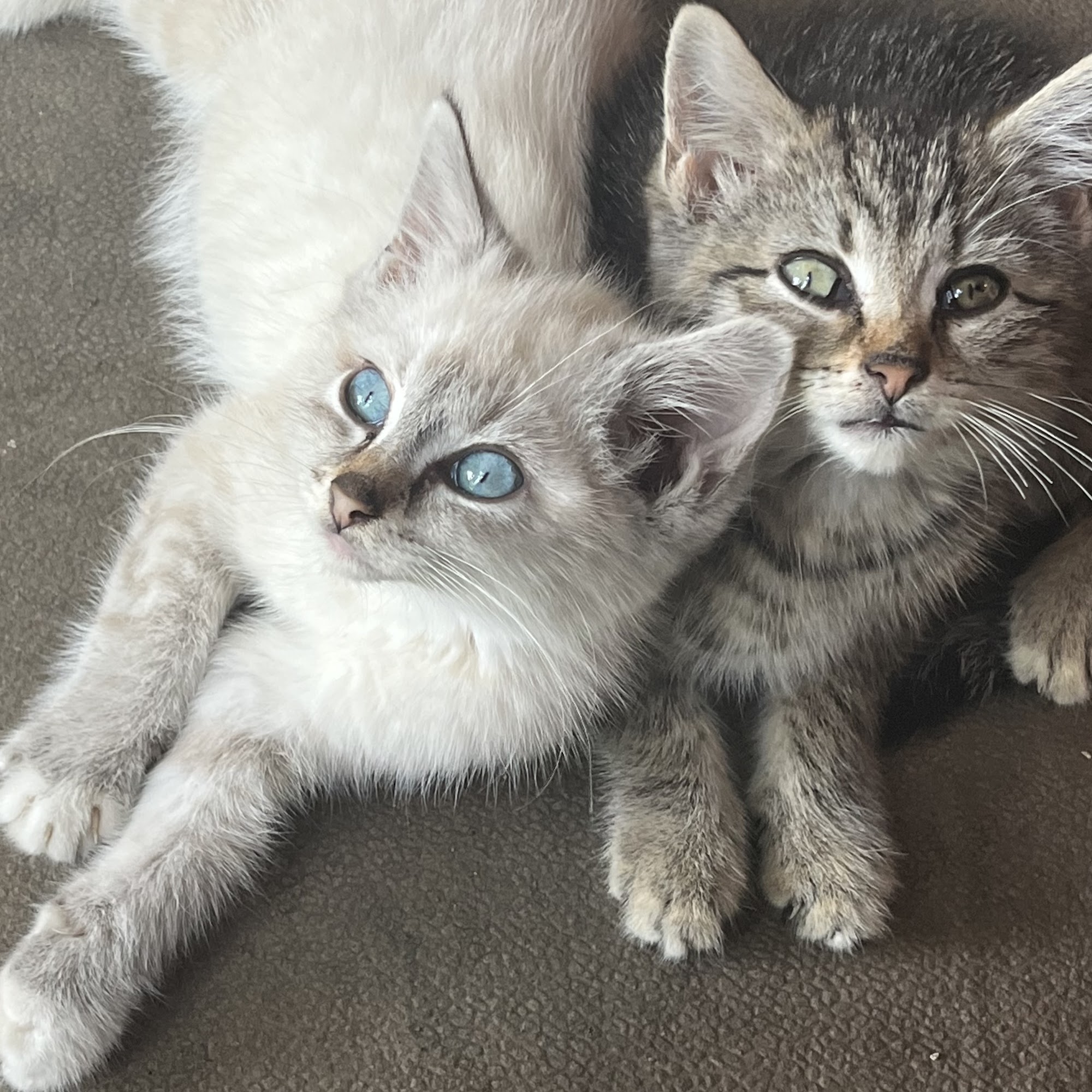 Pine Grove Animal Clinic Pine Grove