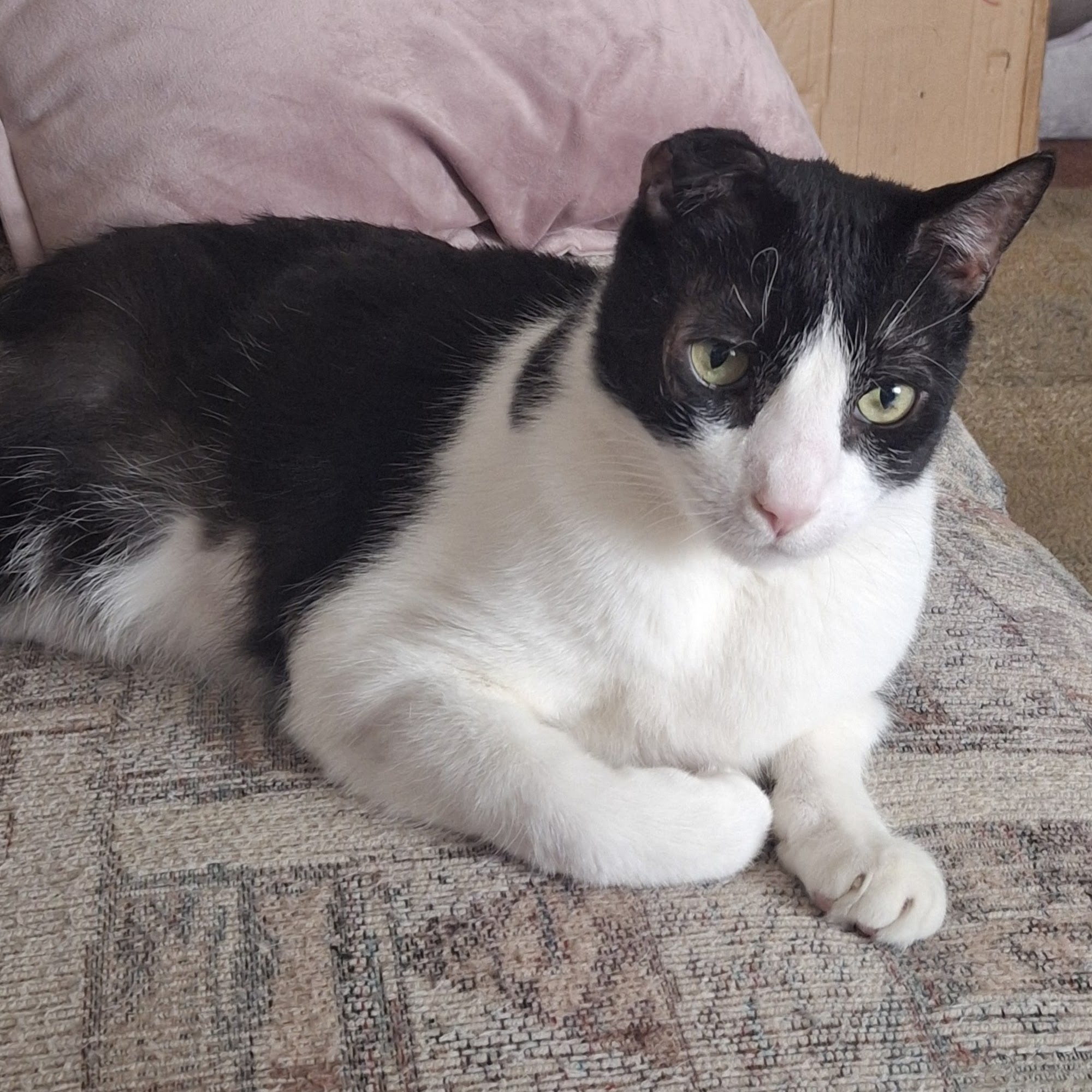 ​​Ruth Steinert Memorial SPCA Pine Grove